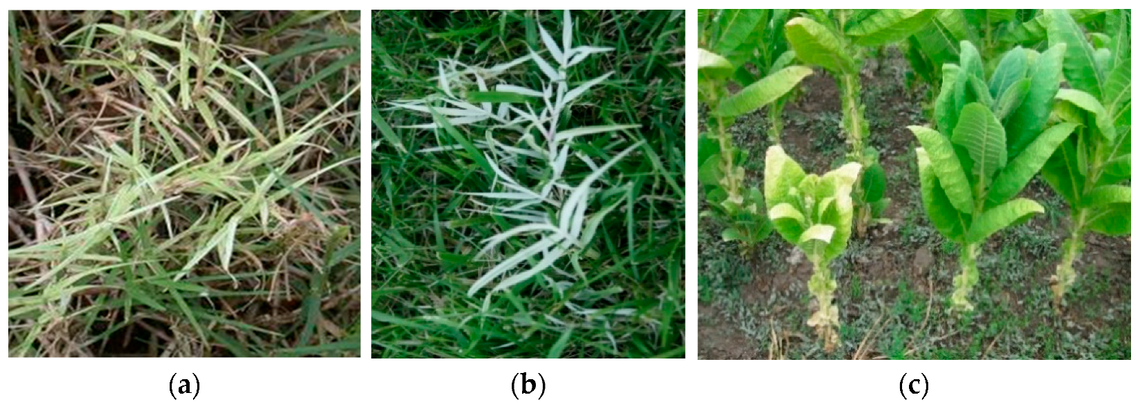 Plants 11 01425 g008 Plants 11 01425 g008