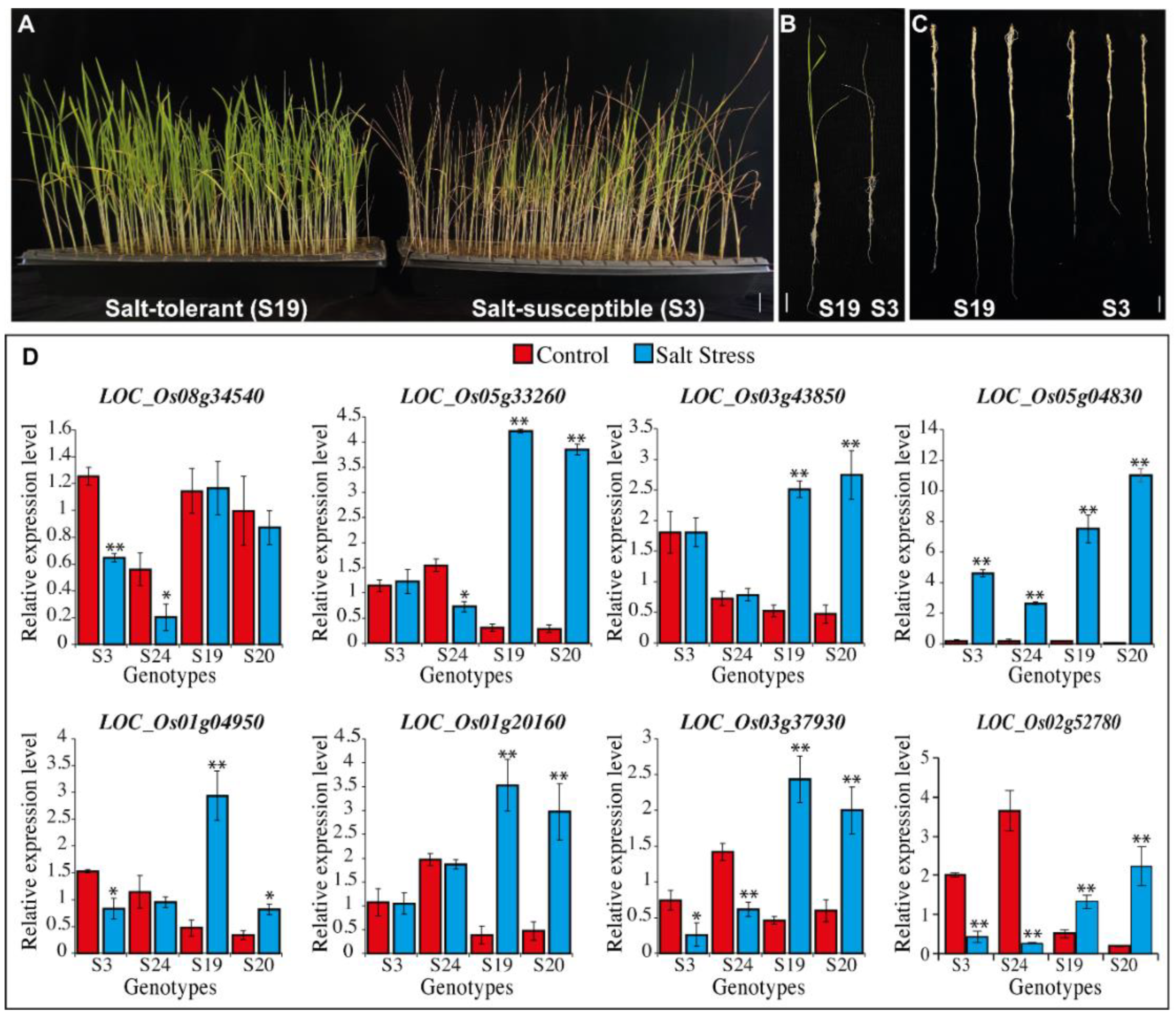 Plants 11 01461 g008