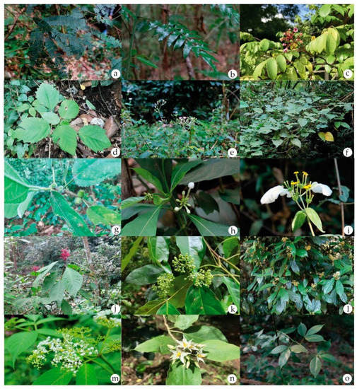 Bua Sleeping Porn - Plants | Free Full-Text | Local Wisdom and Diversity of Medicinal Plants in  Cha Miang Forest in Mae Kampong Village, Chiang Mai, Thailand, and Their  Potential for Use as Osteoprotective Products