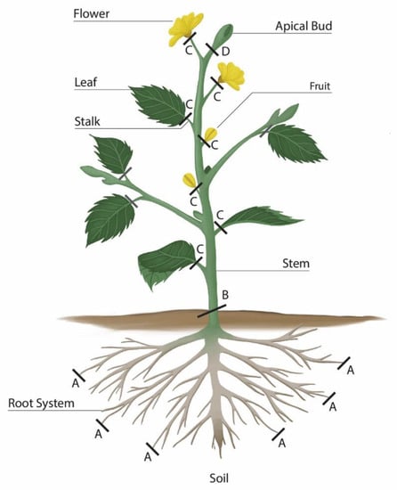 Plants | Free Full-Text | Endophytes and Halophytes to Remediate ...