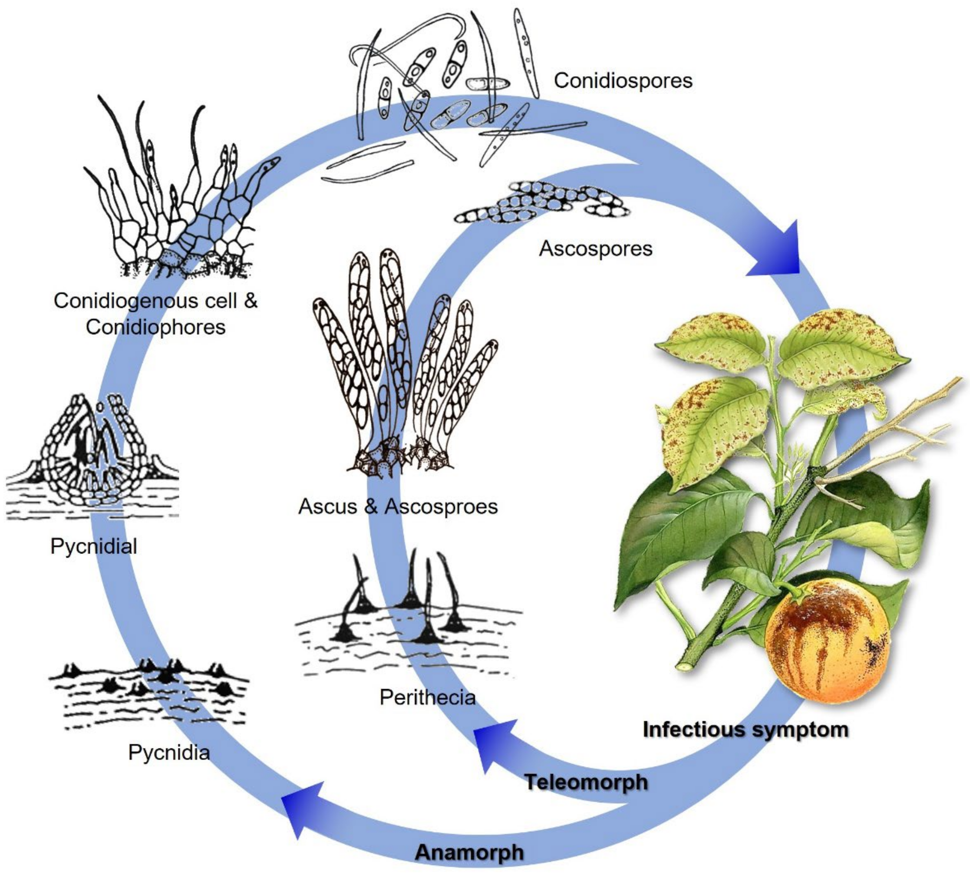 Plants 11 01600 g003