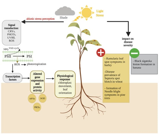 Plants | Free Full-Text | Does Abiotic Host Stress Favour ...