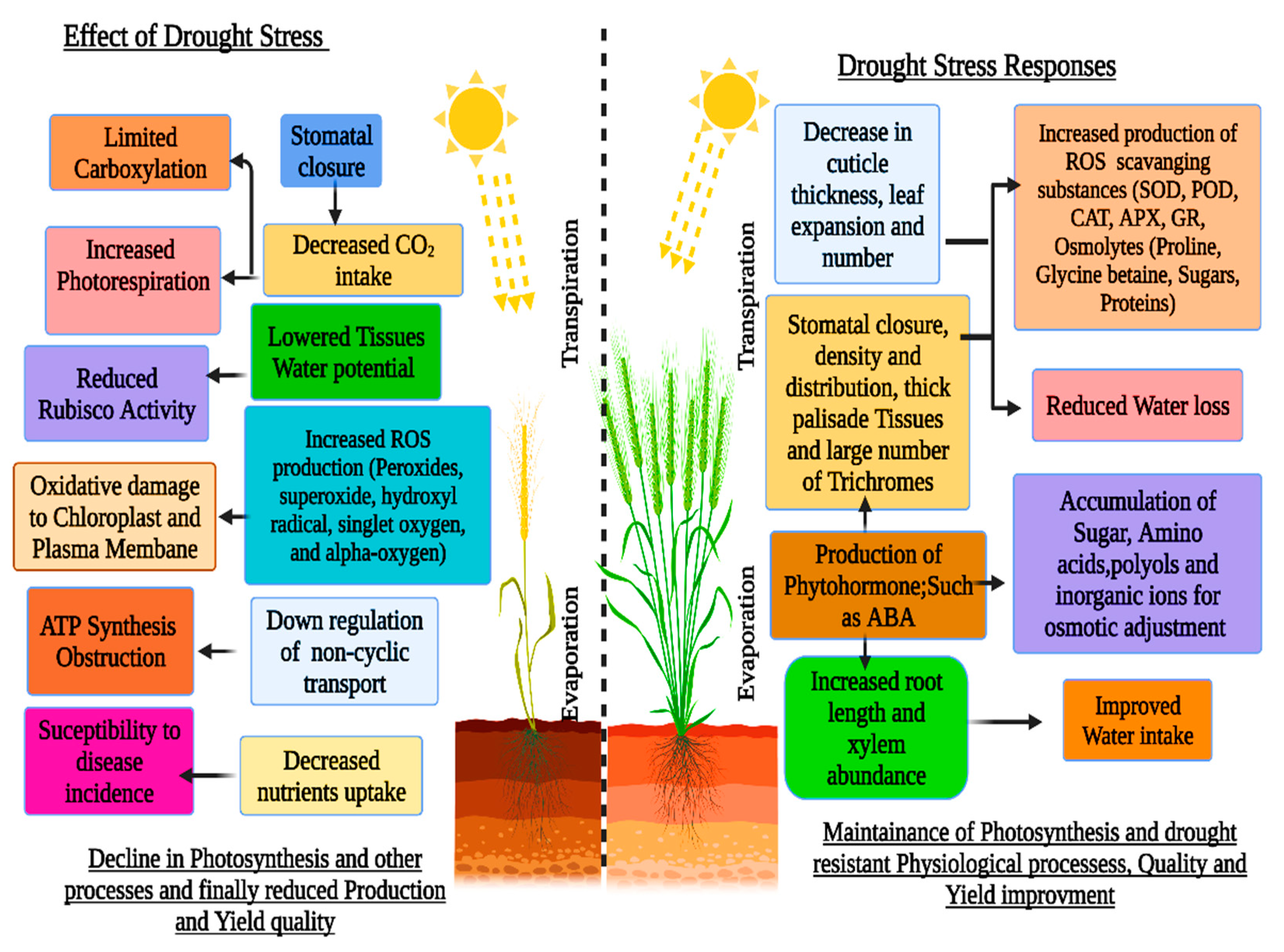 Internal water status and plant response in relation to the external water  régime