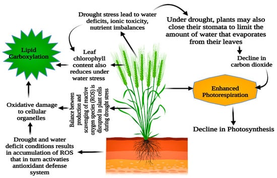 Drought stress affects on growth, water use efficiency, gas exchange and  chlorophyll fluorescence of Juglans rootstocks