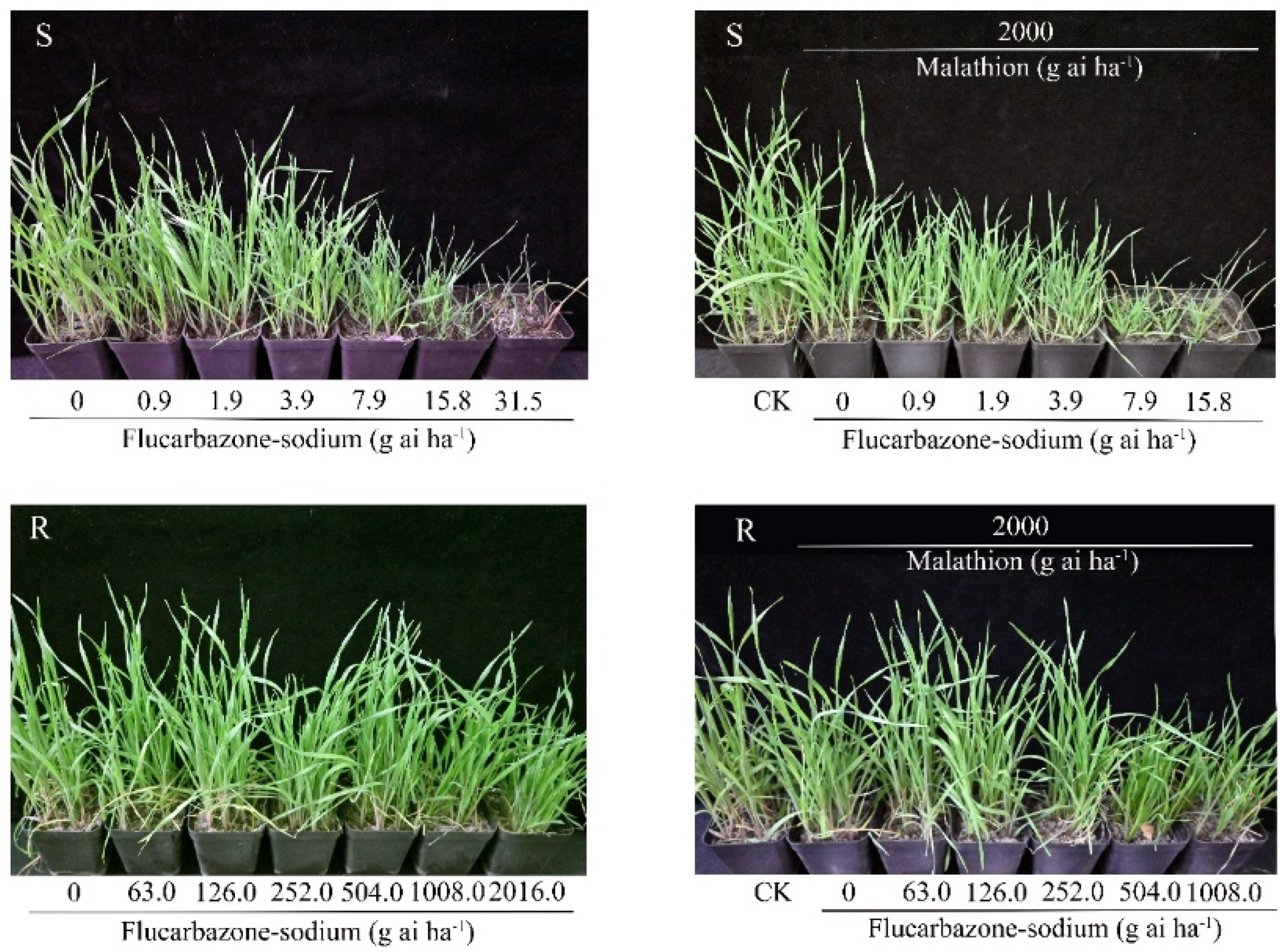 Plants 11 01641 g001