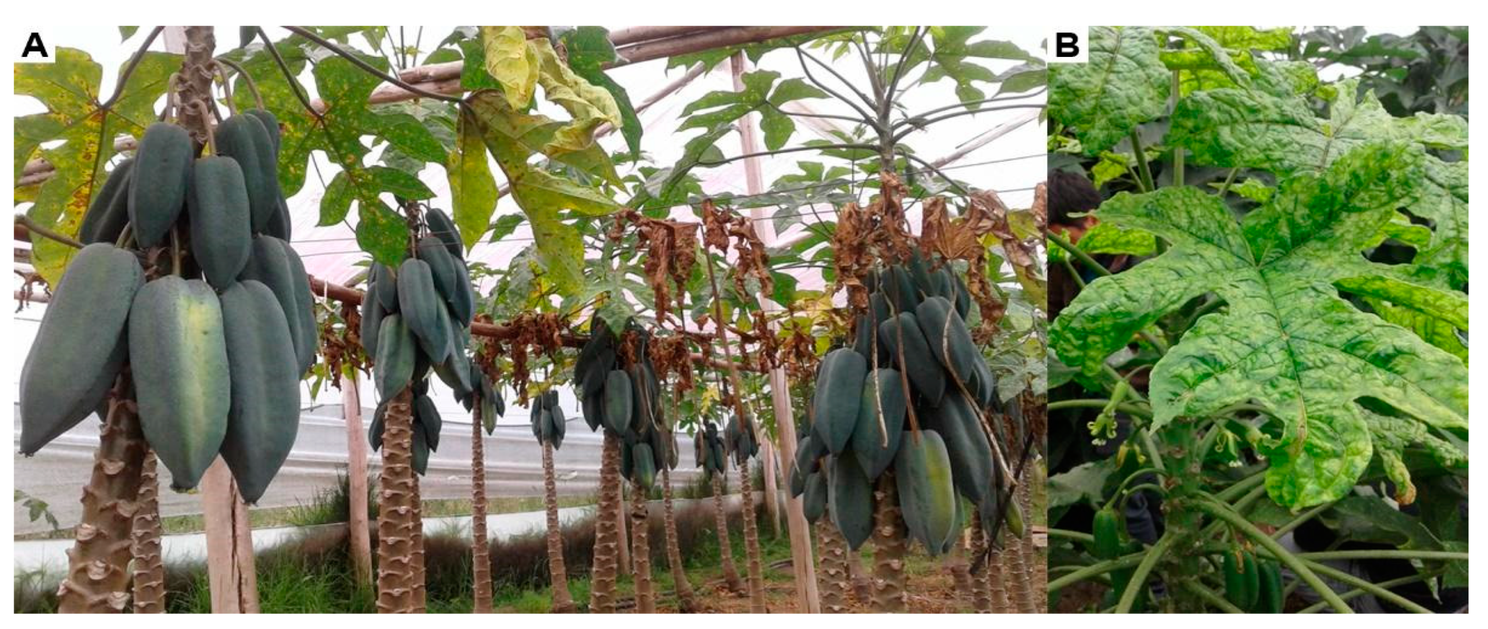 Plants 11 01646 g006