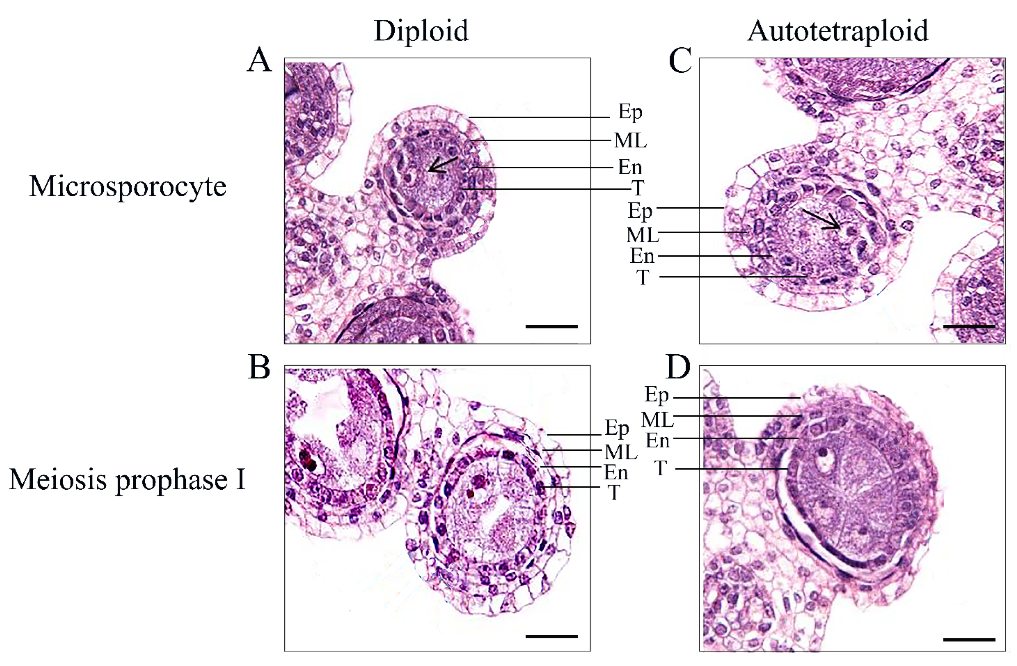 Plants 11 01647 g002 Plants 11 01647 g002
