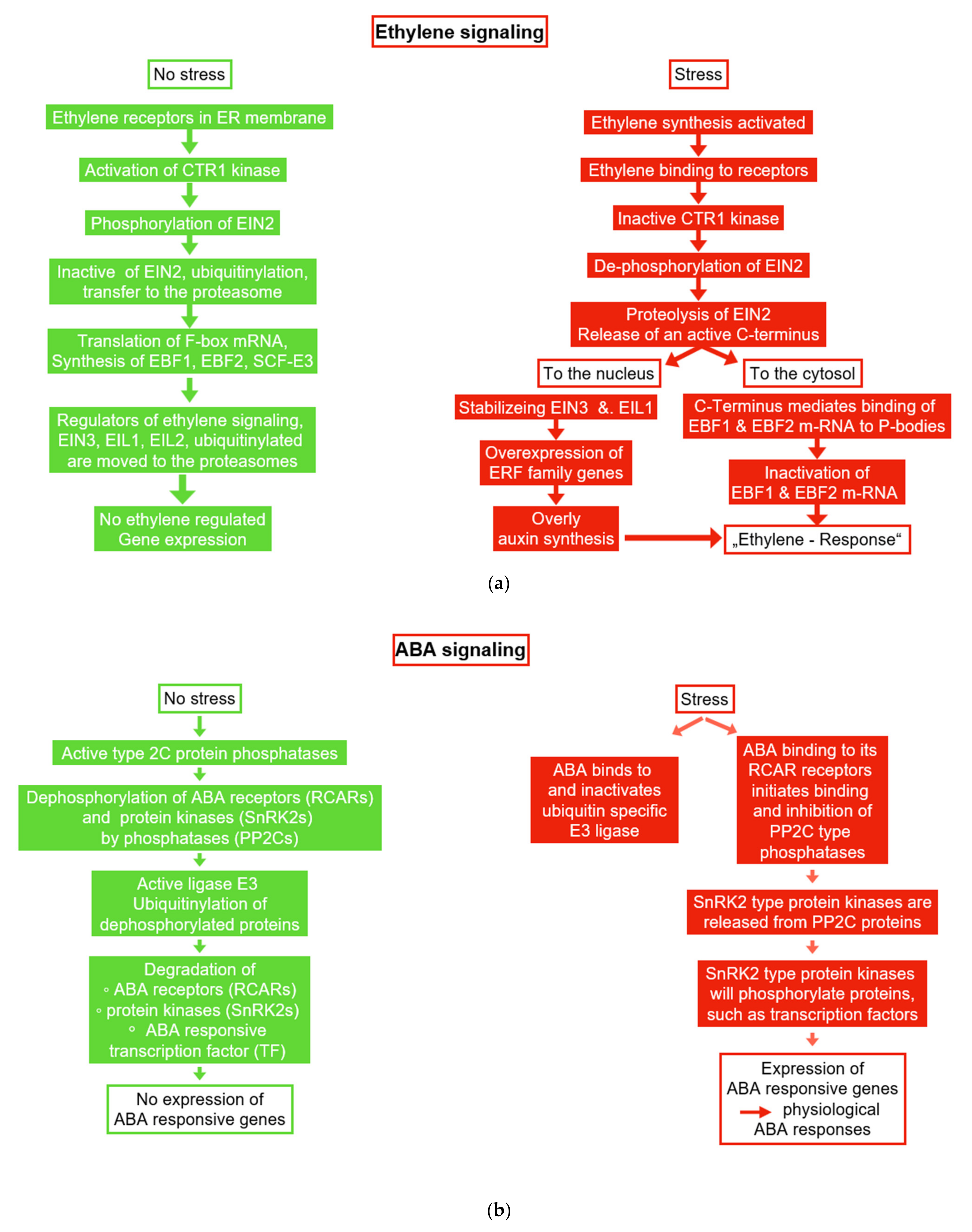 Interact to Survive: Phyllobacterium brassicacearum Improves