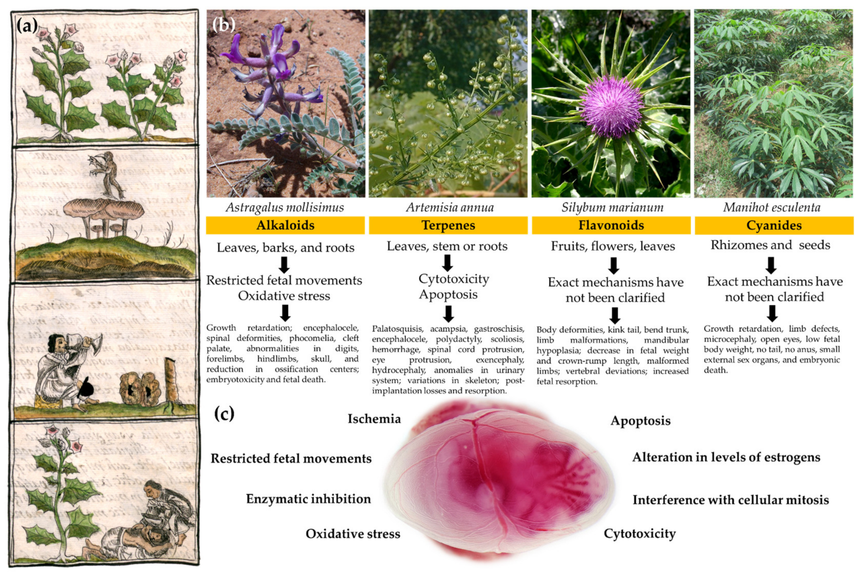 Plants | Free Full-Text | A Complete Review of Mexican Plants with  Teratogenic Effects