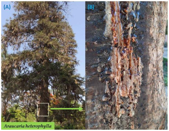 Plants | Free Full-Text | Novel Pesticidal Efficacy of Araucaria  heterophylla and Commiphora molmol Extracts against Camel and Cattle  Blood-Sucking Ectoparasites