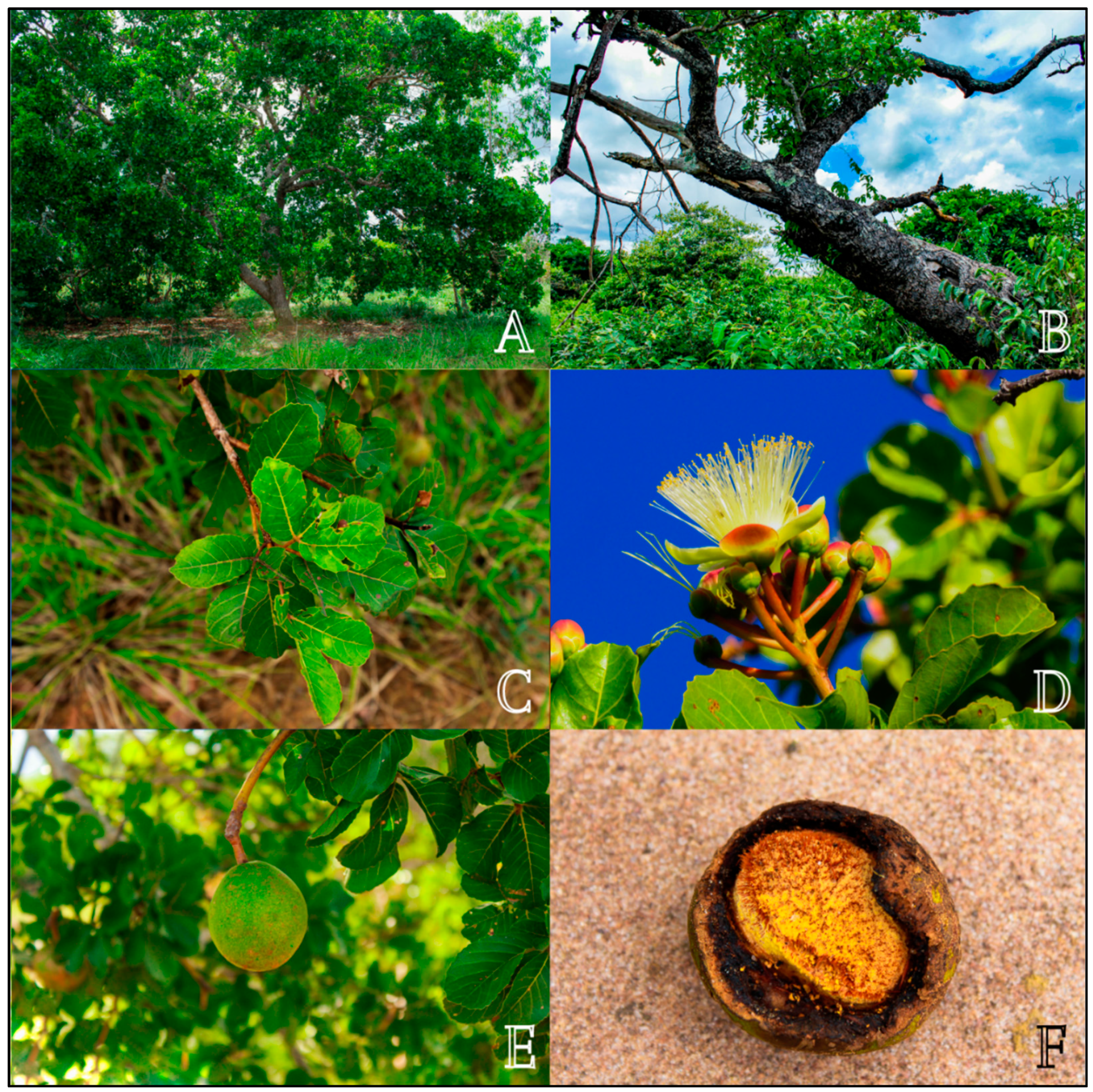 Plants | Free Full-Text | Caryocar coriaceum Wittm. (Caryocaraceae):  Botany, Ethnomedicinal Uses, Biological Activities, Phytochemistry,  Extractivism and Conservation Needs | HTML