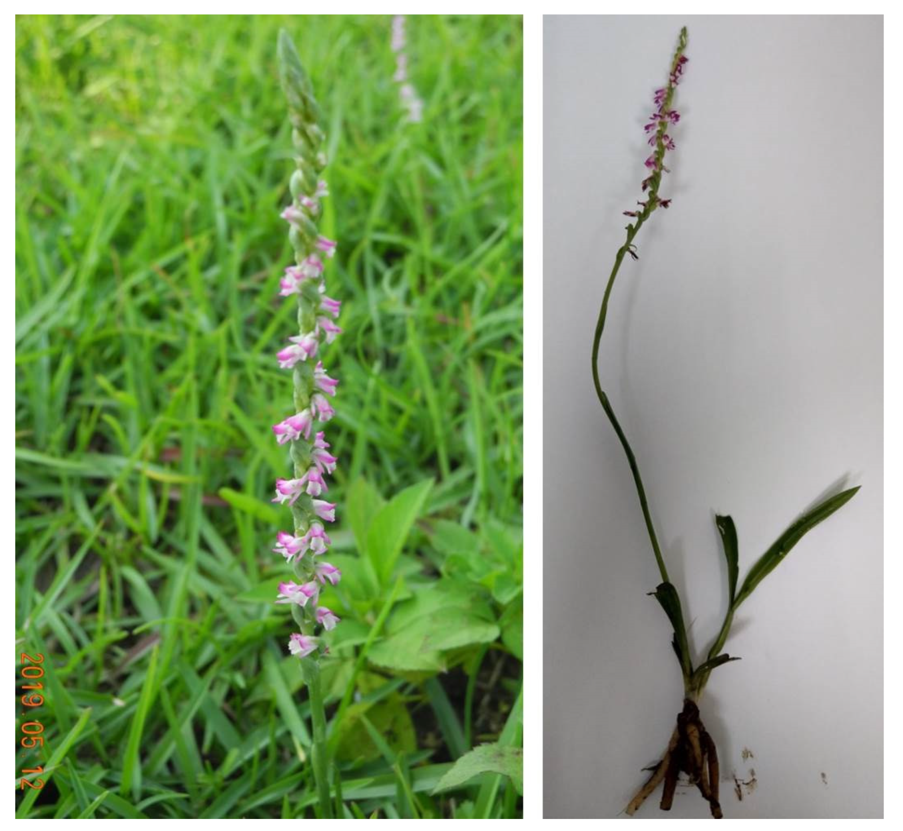 Plants 11 01692 g002 Plants 11 01692 g002