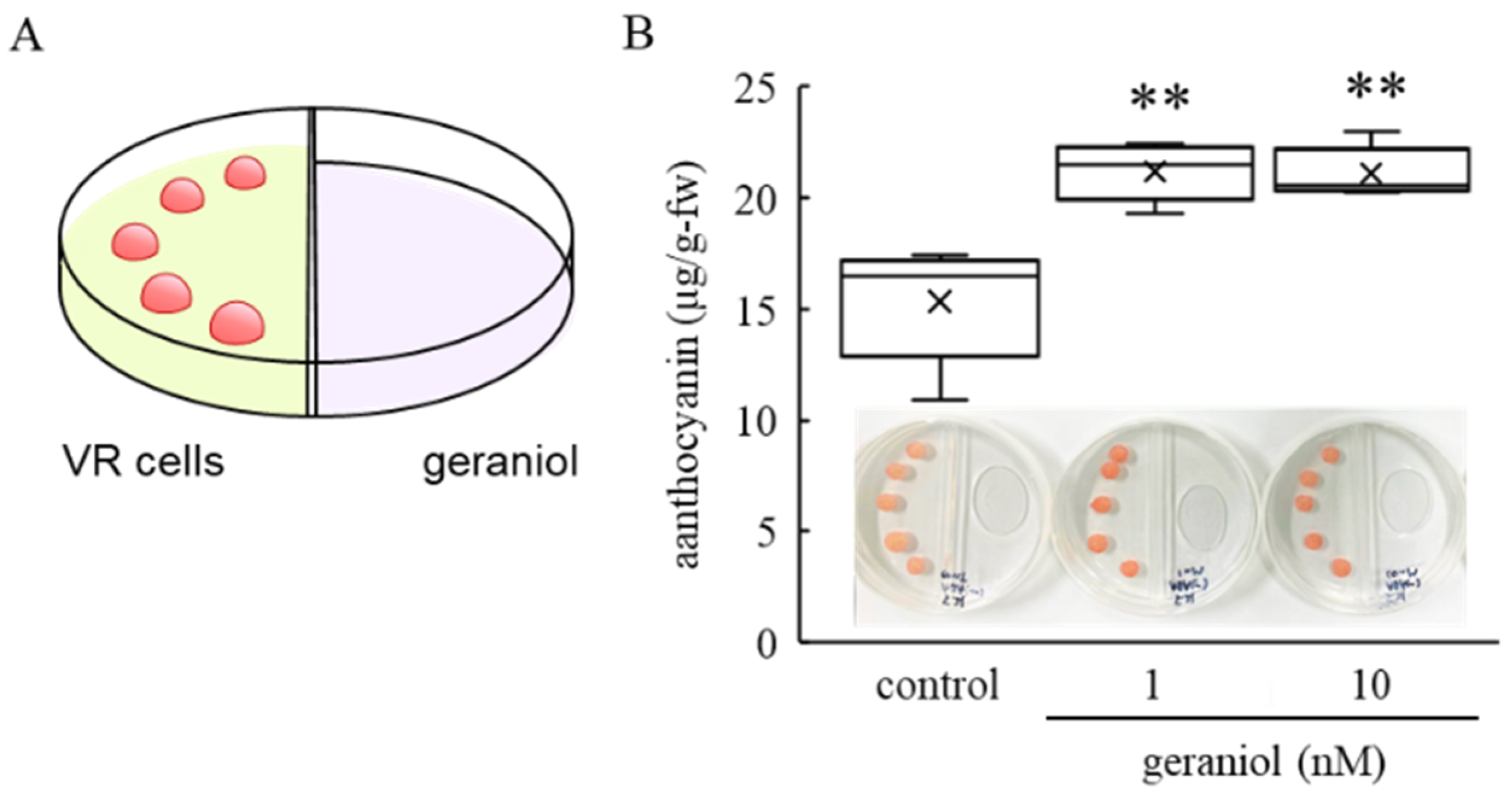 Plants 11 01694 g004