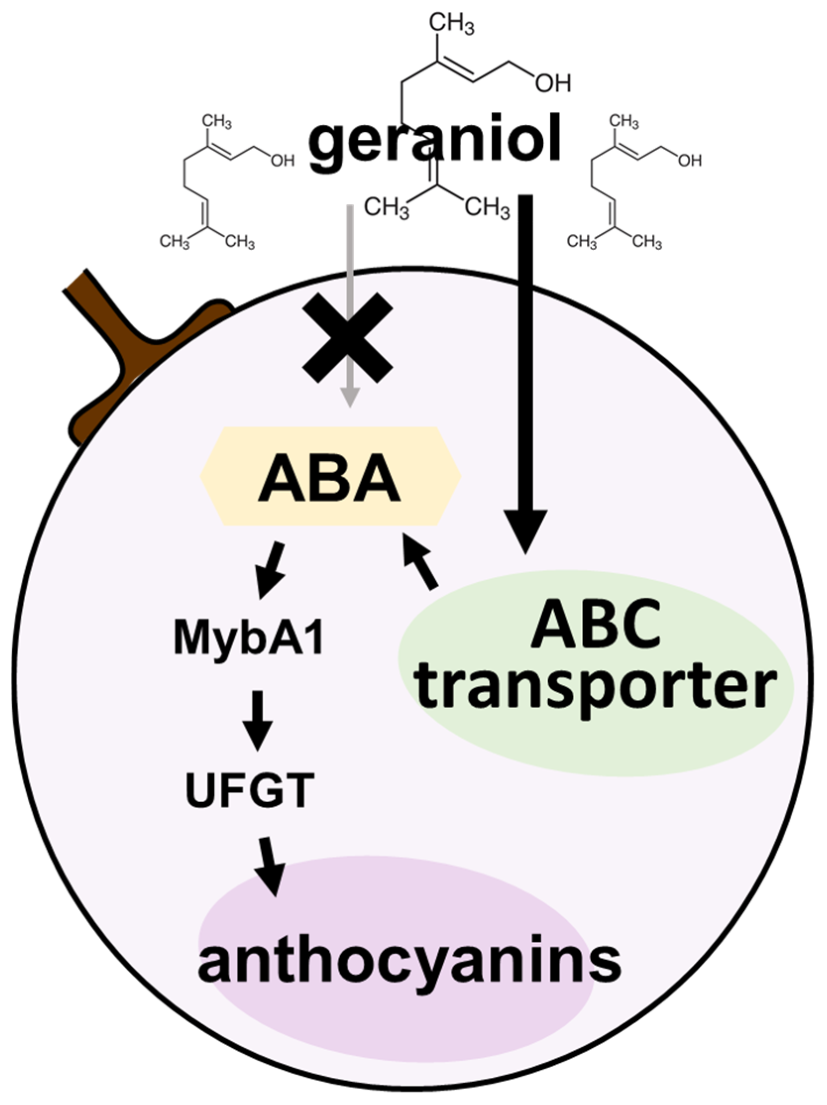 Plants 11 01694 g007