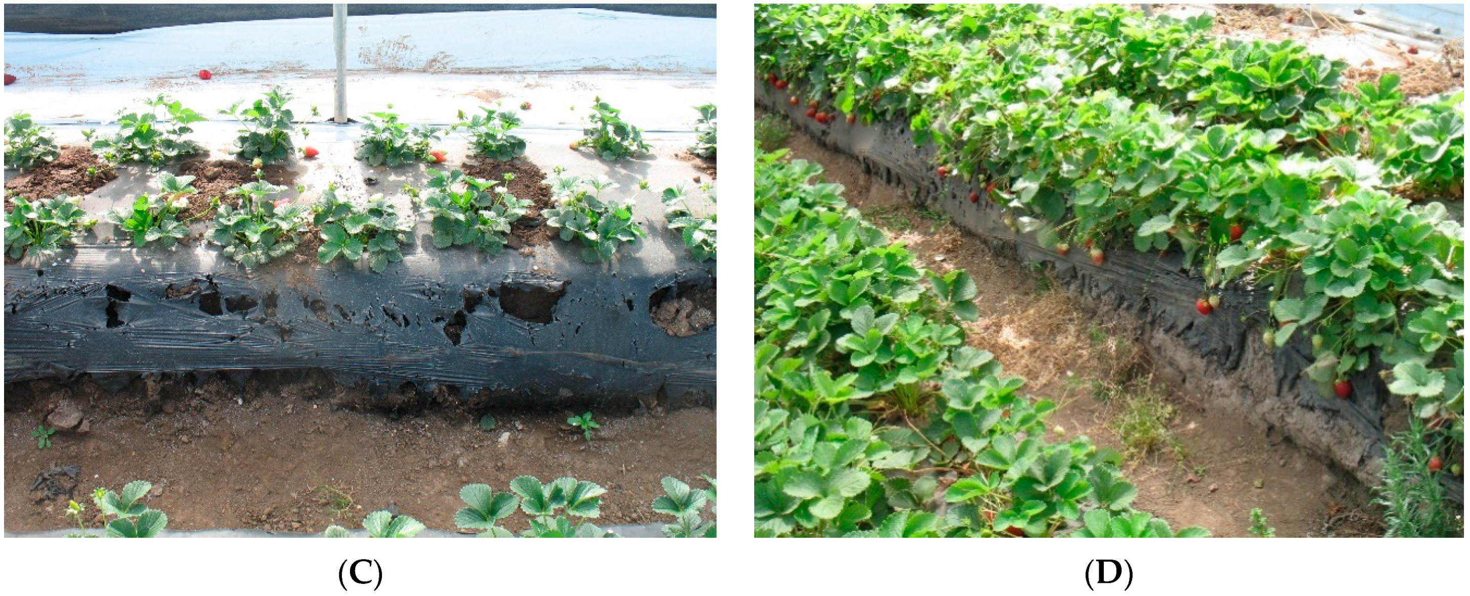 Plants 11 01726 g001b