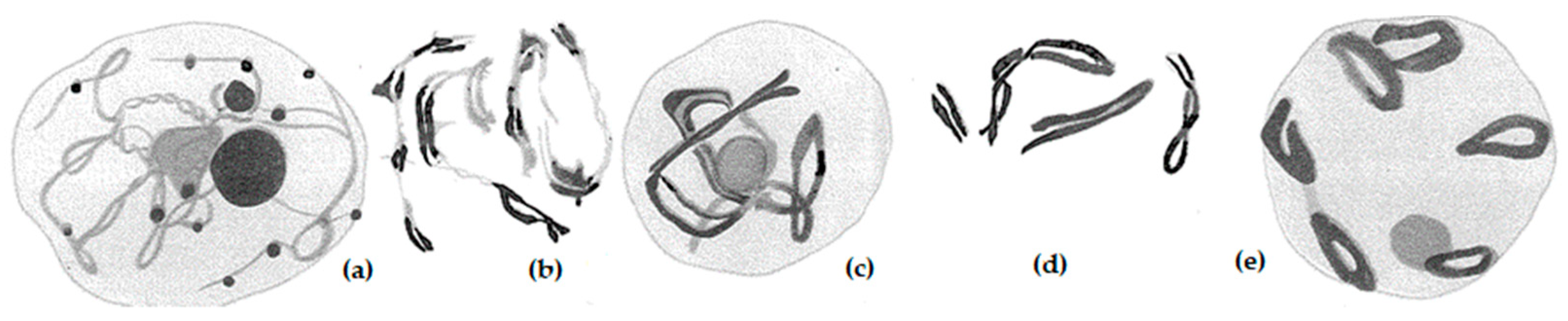 Plants 11 01753 g001 Plants 11 01753 g001