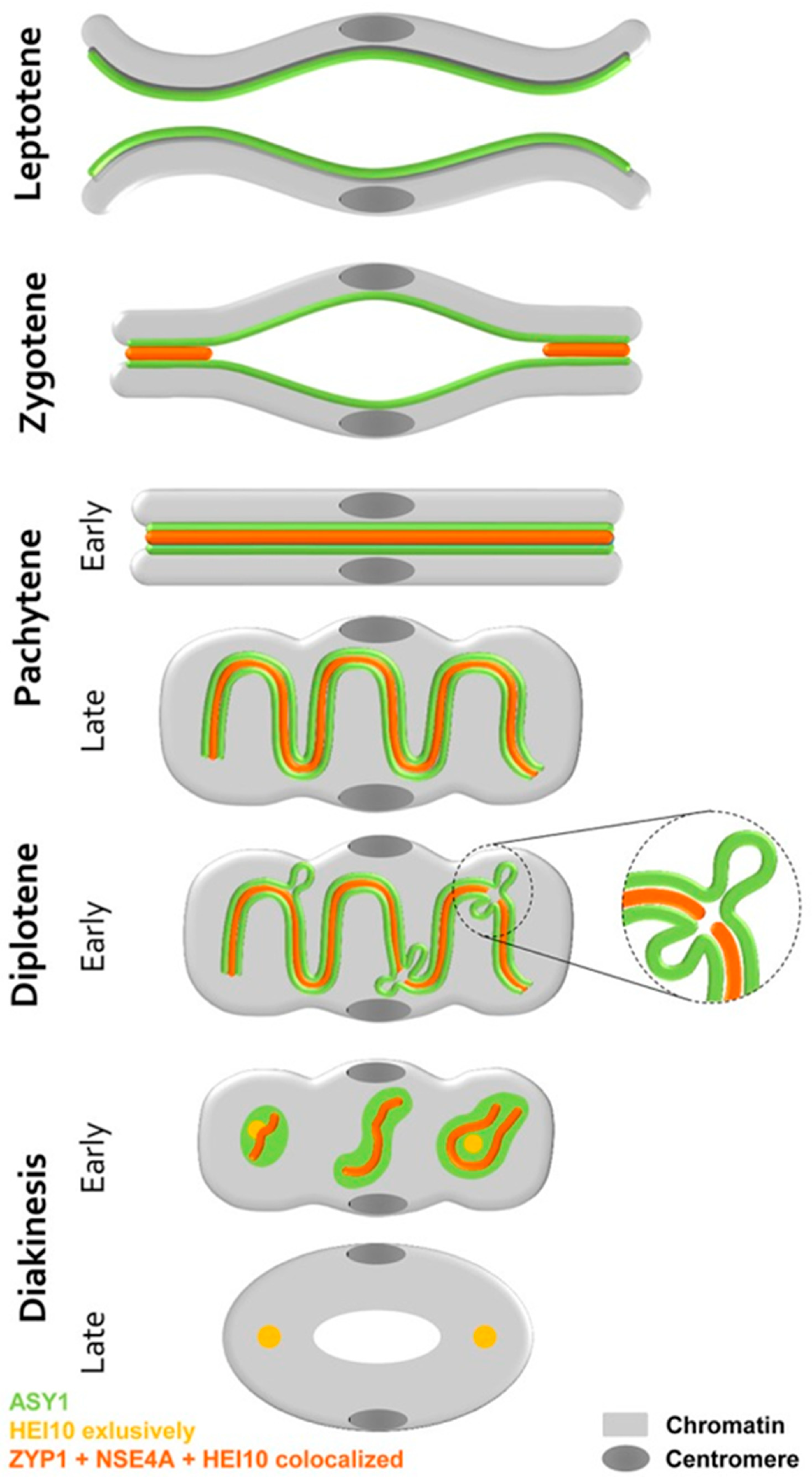 Plants 11 01753 g008 Plants 11 01753 g008