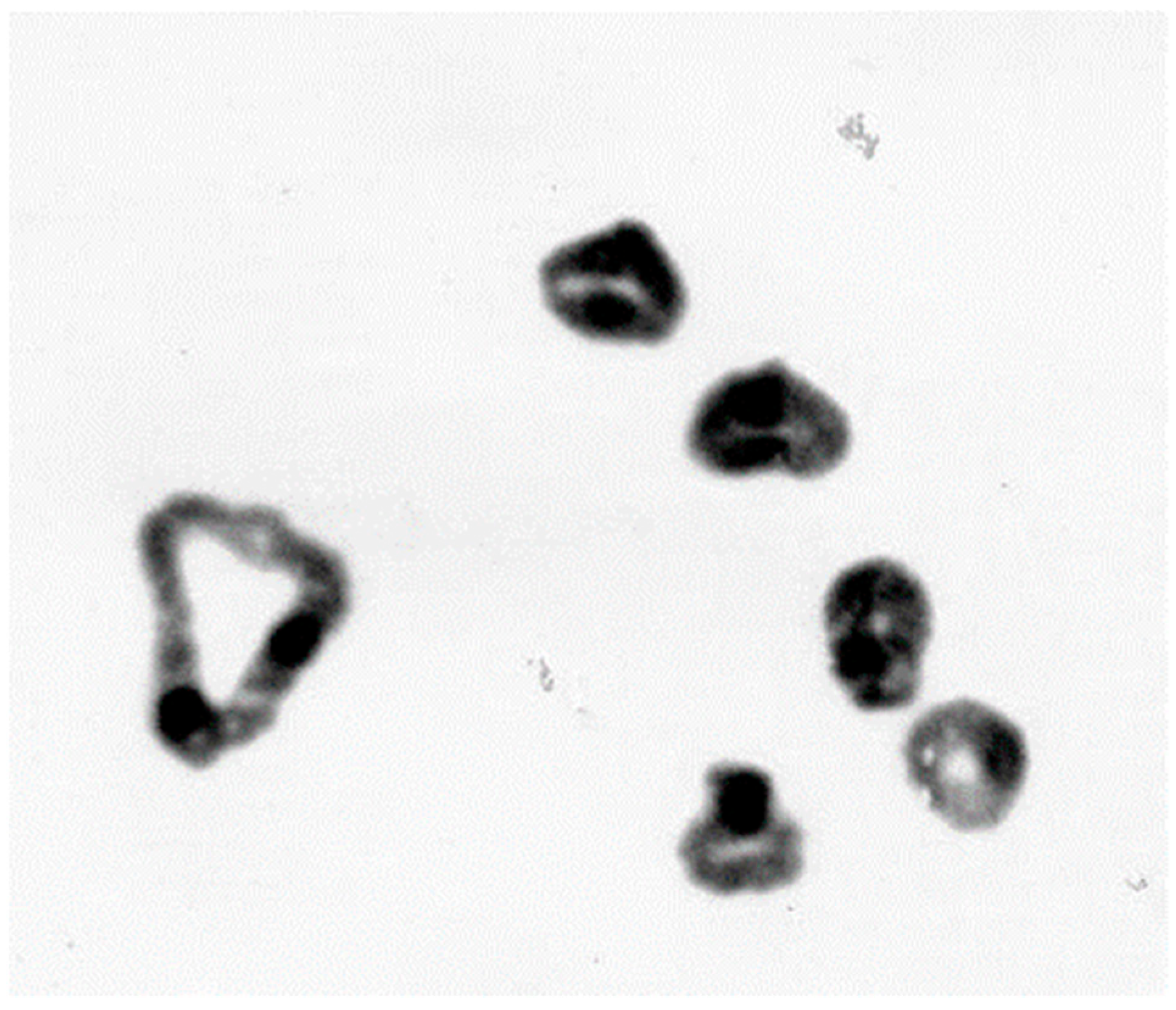 Plants 11 01753 g011 Plants 11 01753 g011