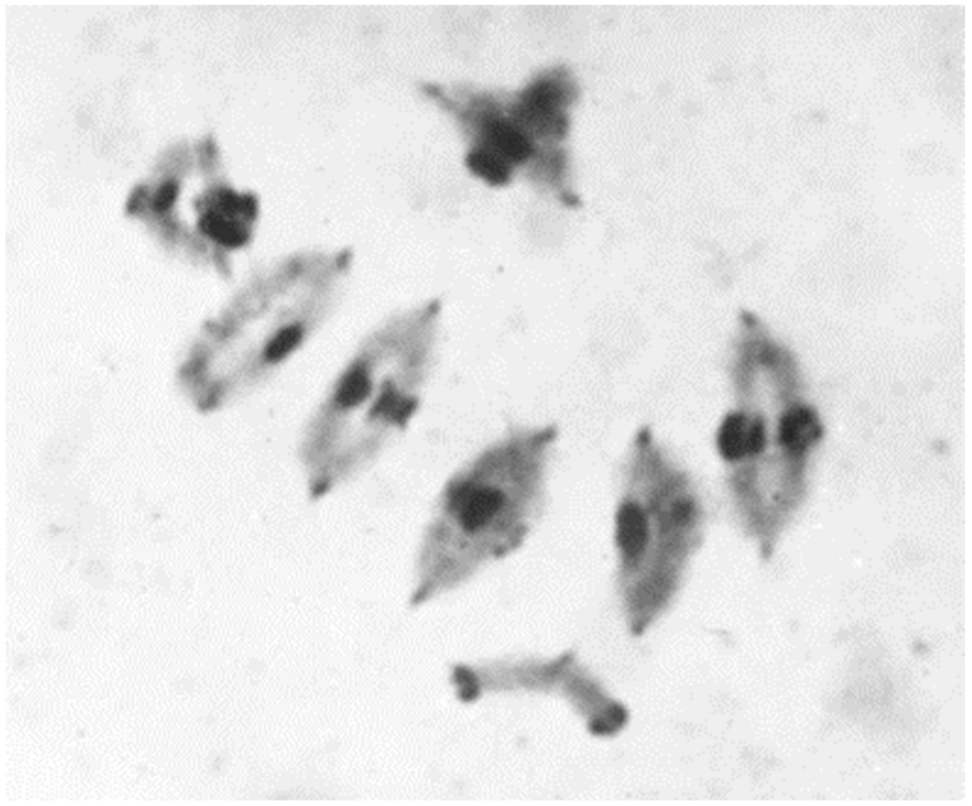 Plants 11 01753 g012 Plants 11 01753 g012