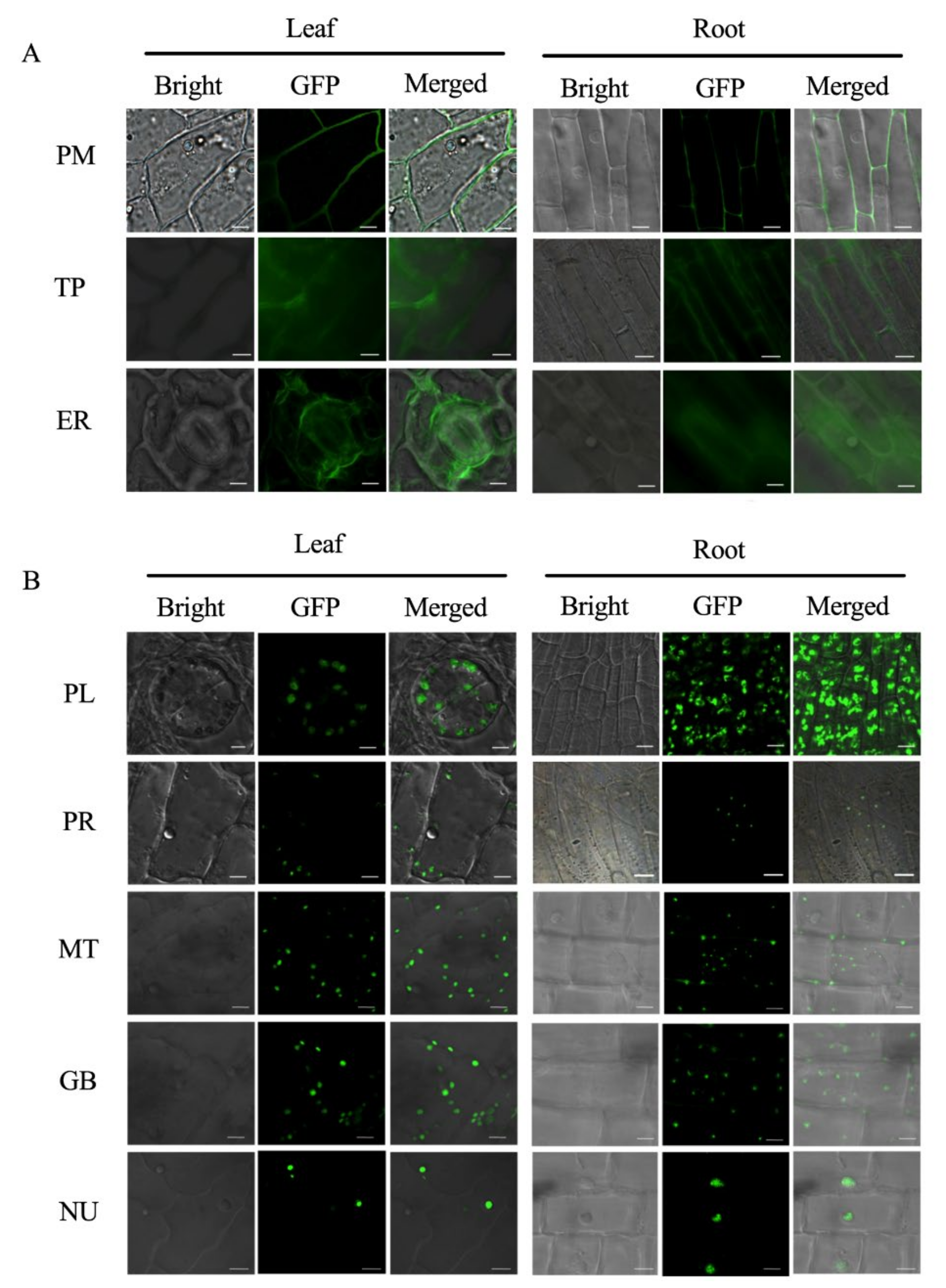 Plants 11 01765 g002