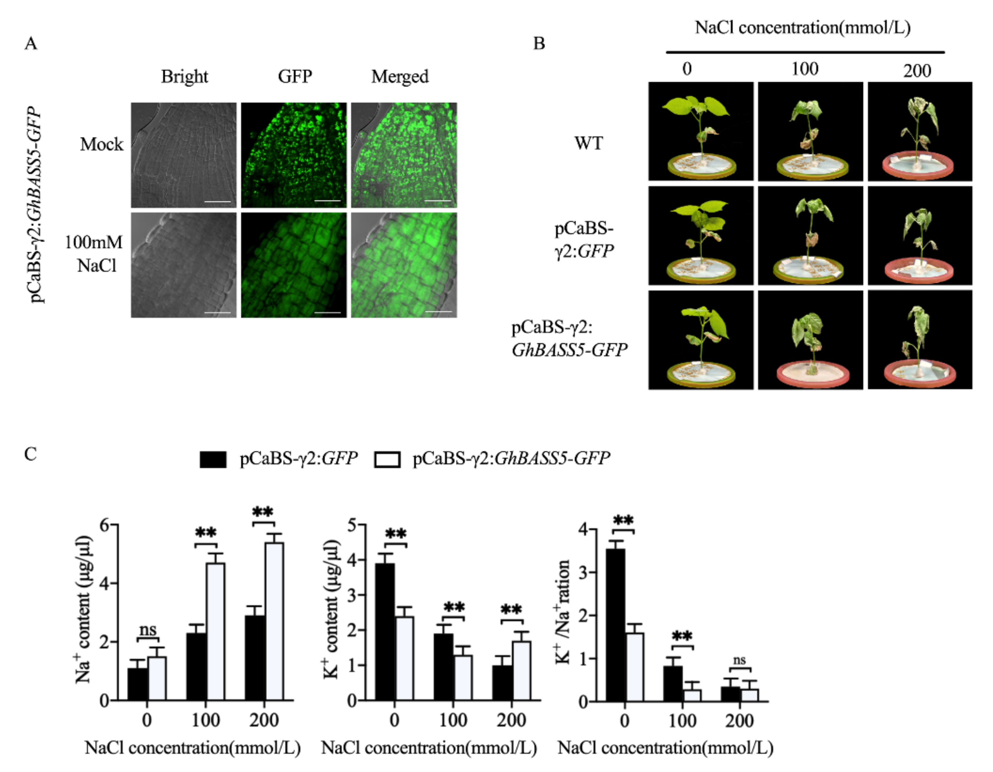 Plants 11 01765 g004