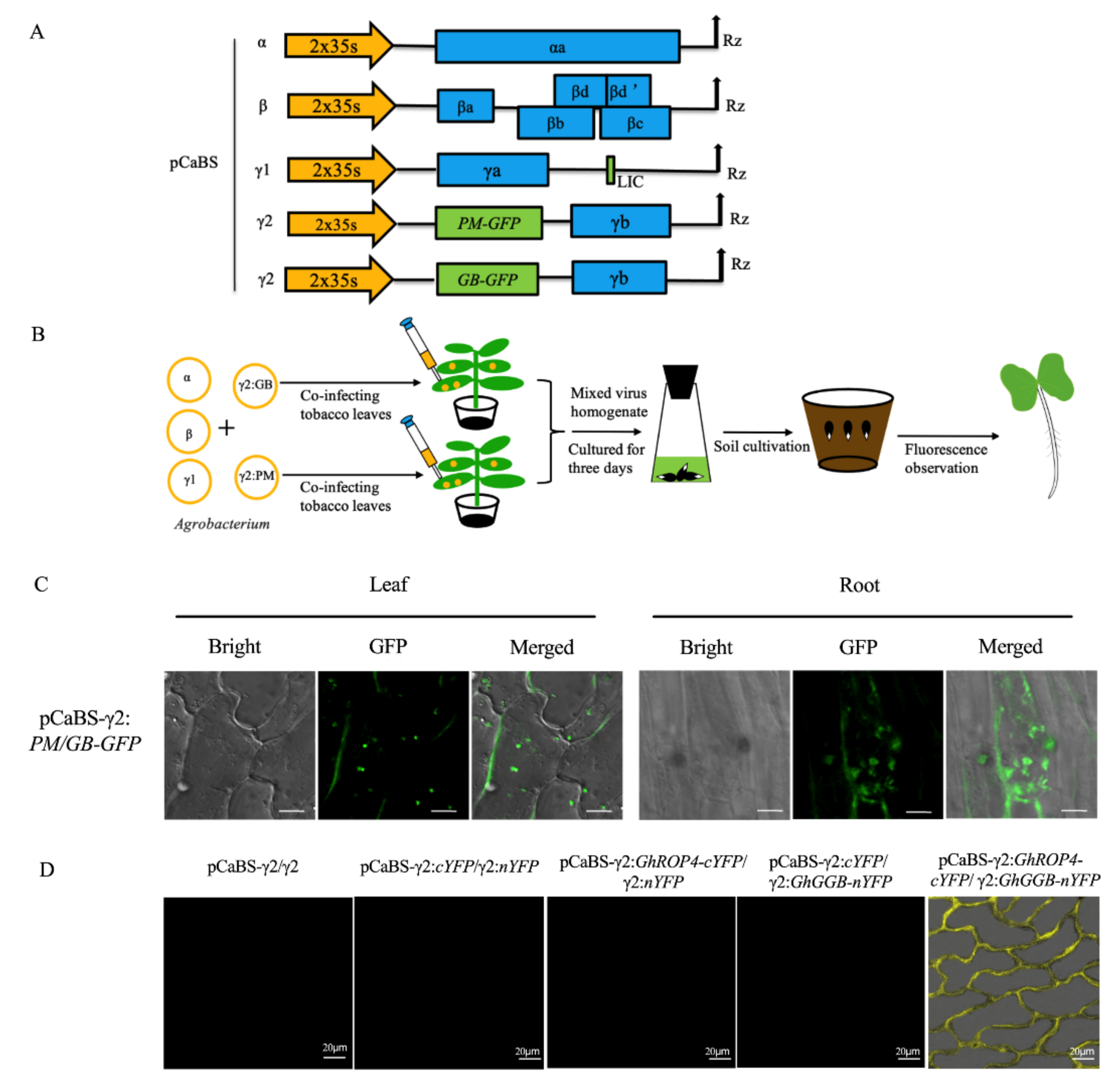 Plants 11 01765 g005