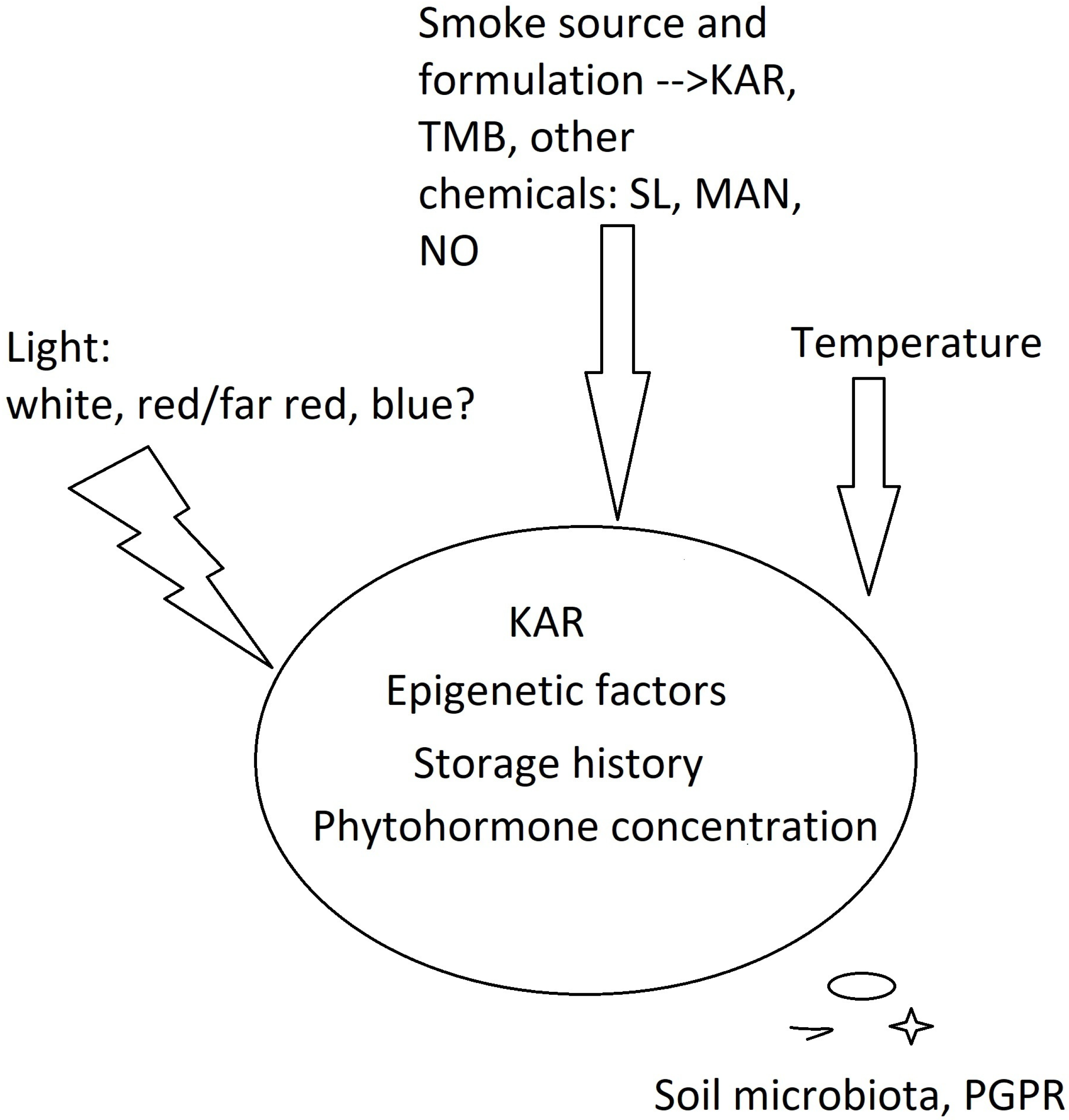 Plants Free Full Text An Interplay of Light and Smoke