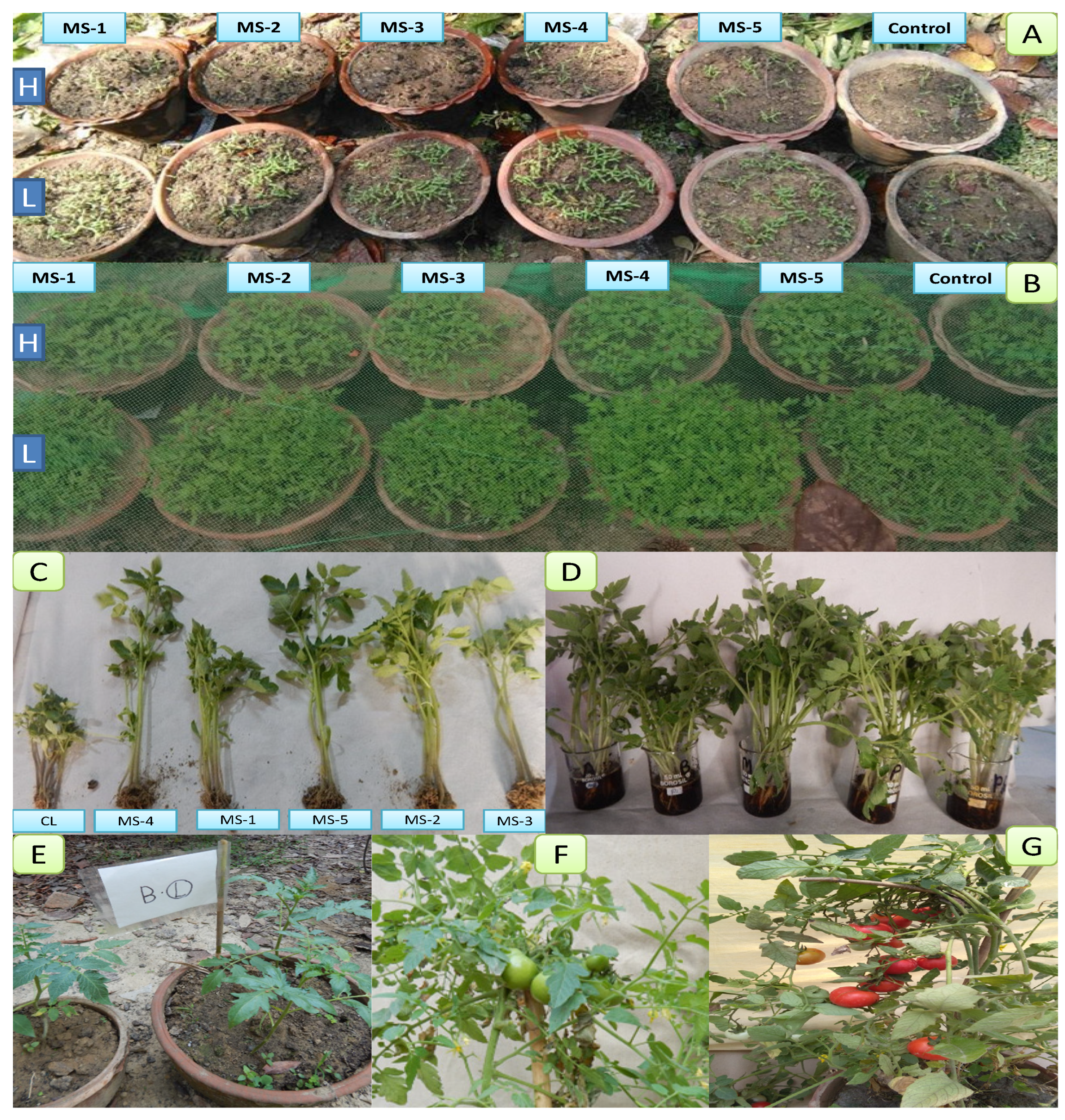 Plants 11 01787 g001