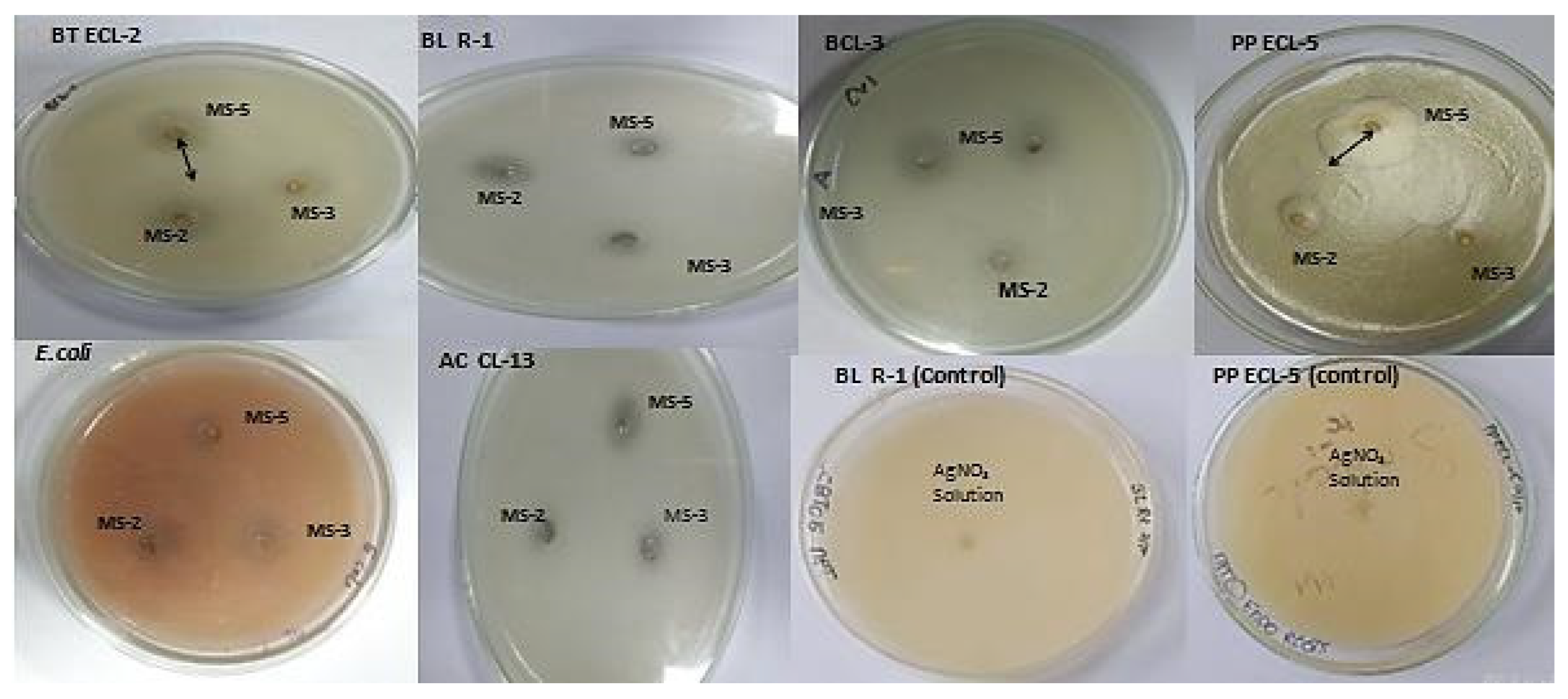 Plants 11 01787 g009