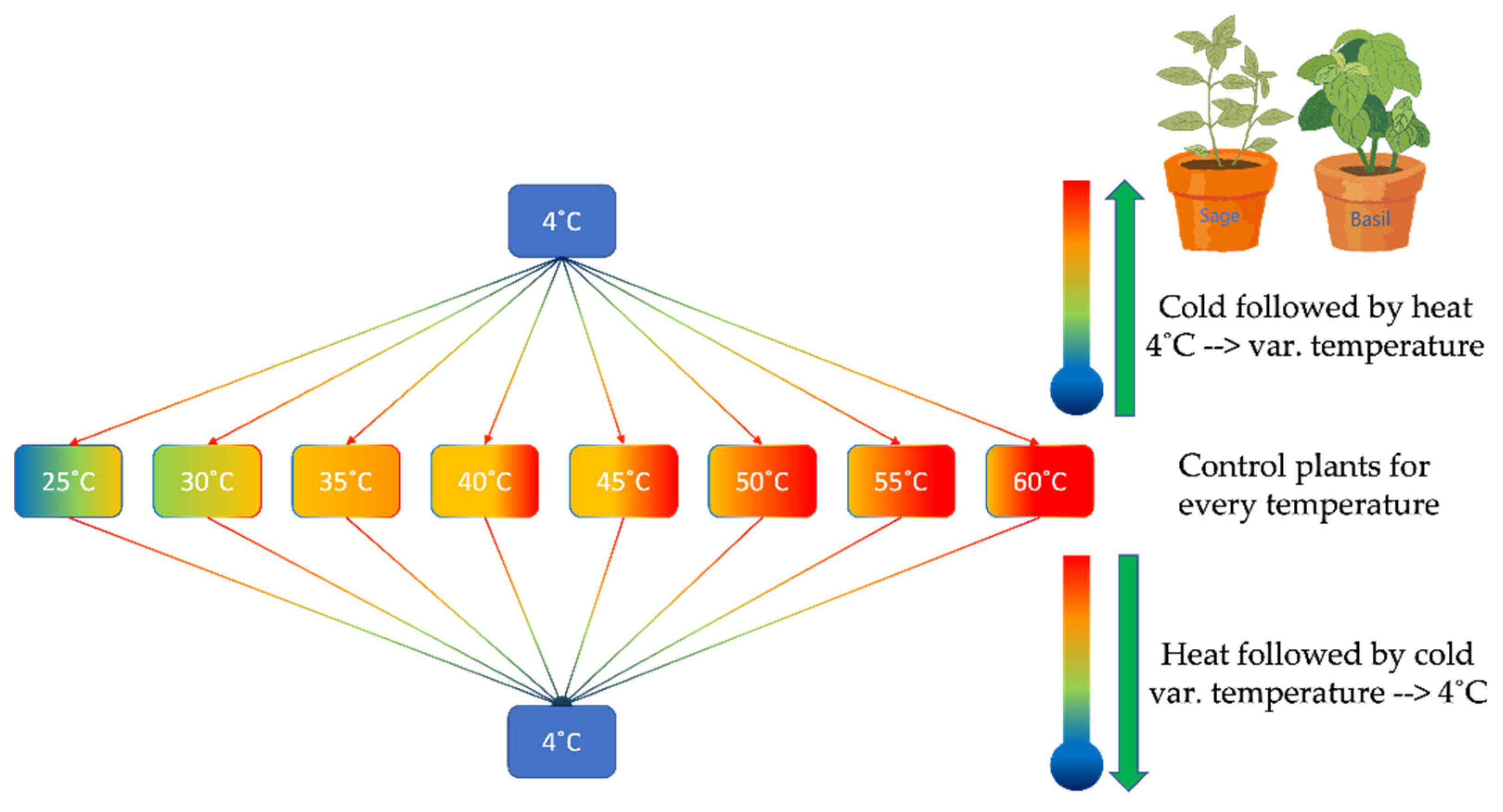 Plants Free Full Text Antagonist Temperature Variation Affects