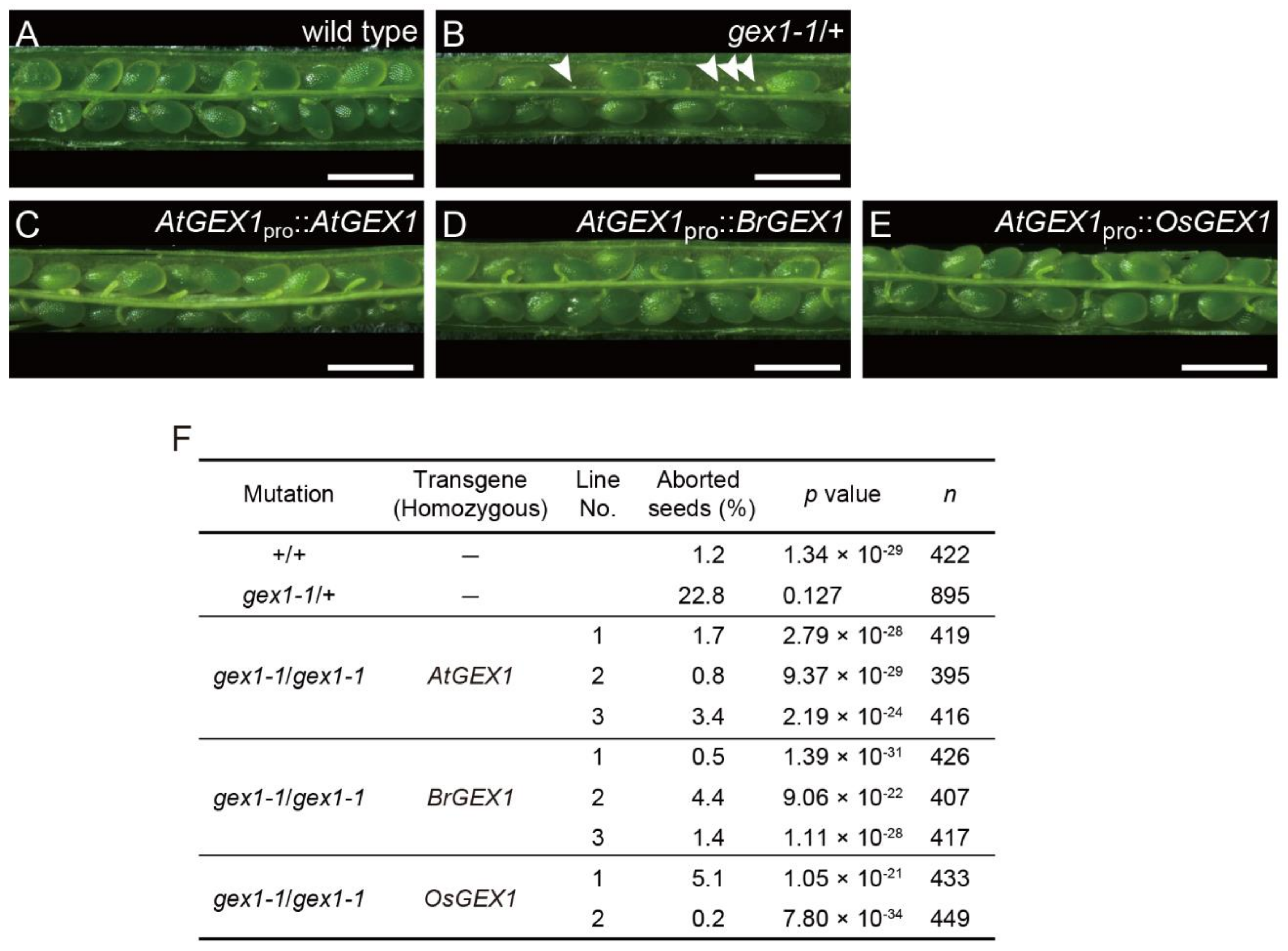 Plants 11 01808 g003