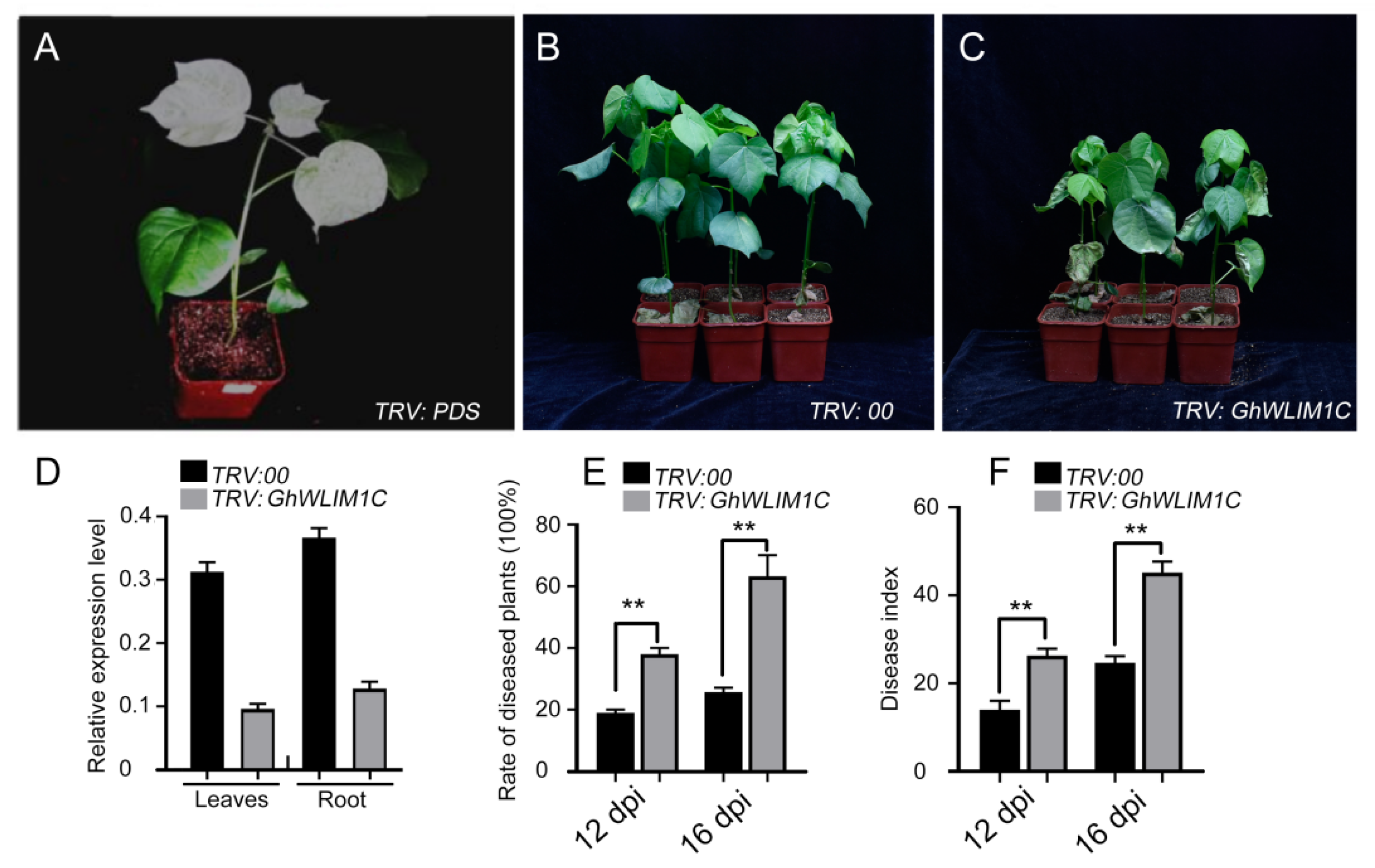 Plants 11 01828 g002