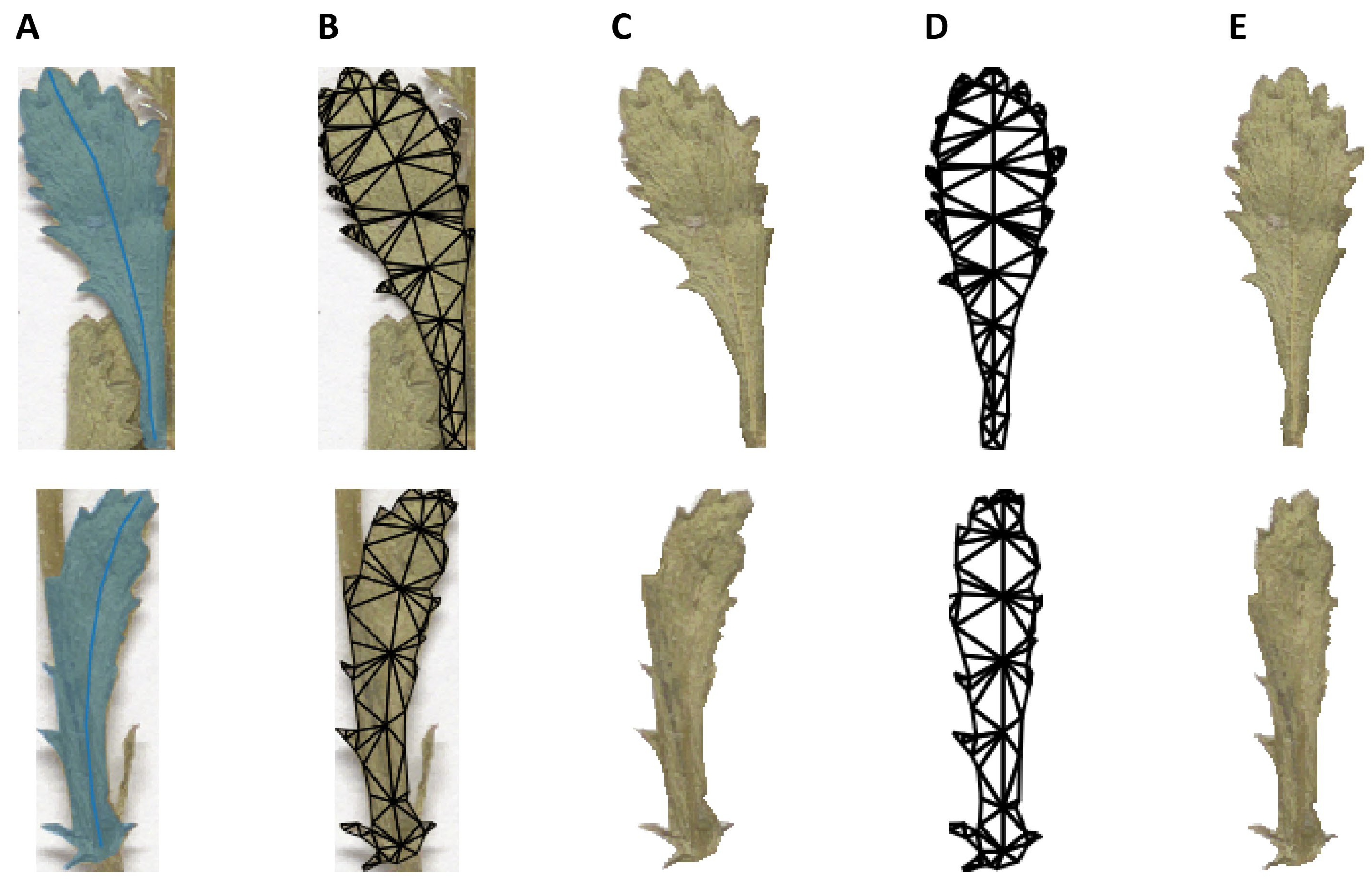 Plants 11 01878 g004