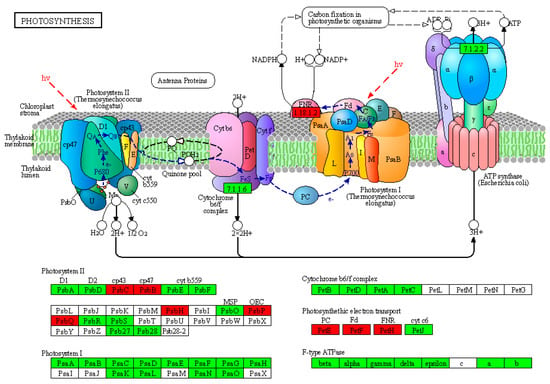 Plants | Free Full-Text | Dissecting the Chloroplast Proteome of the ...