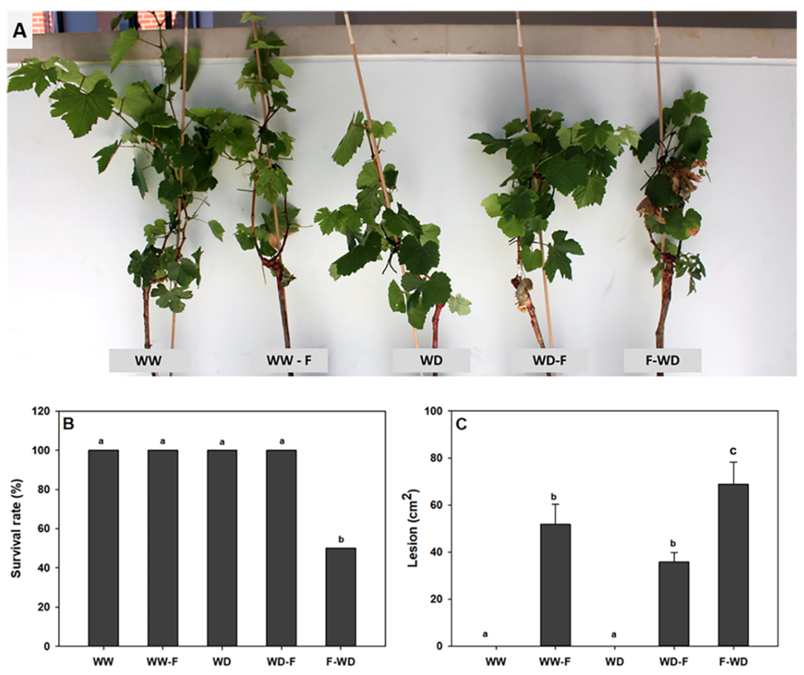 Plants | Free Full-Text | Water Deficit Timing Differentially Affects  Physiological Responses of Grapevines Infected with Lasiodiplodia theobromae