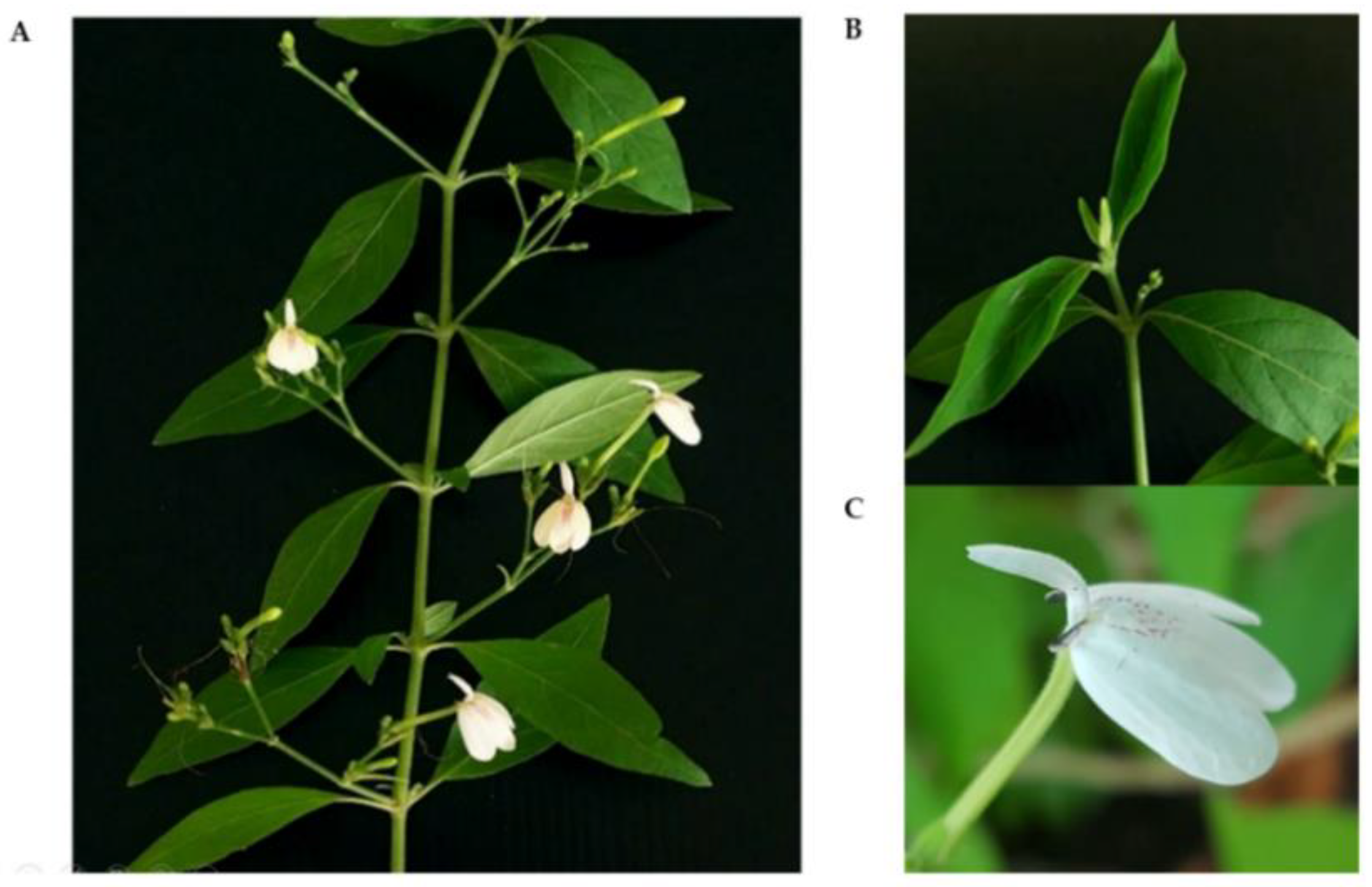 Plants 11 01994 g001