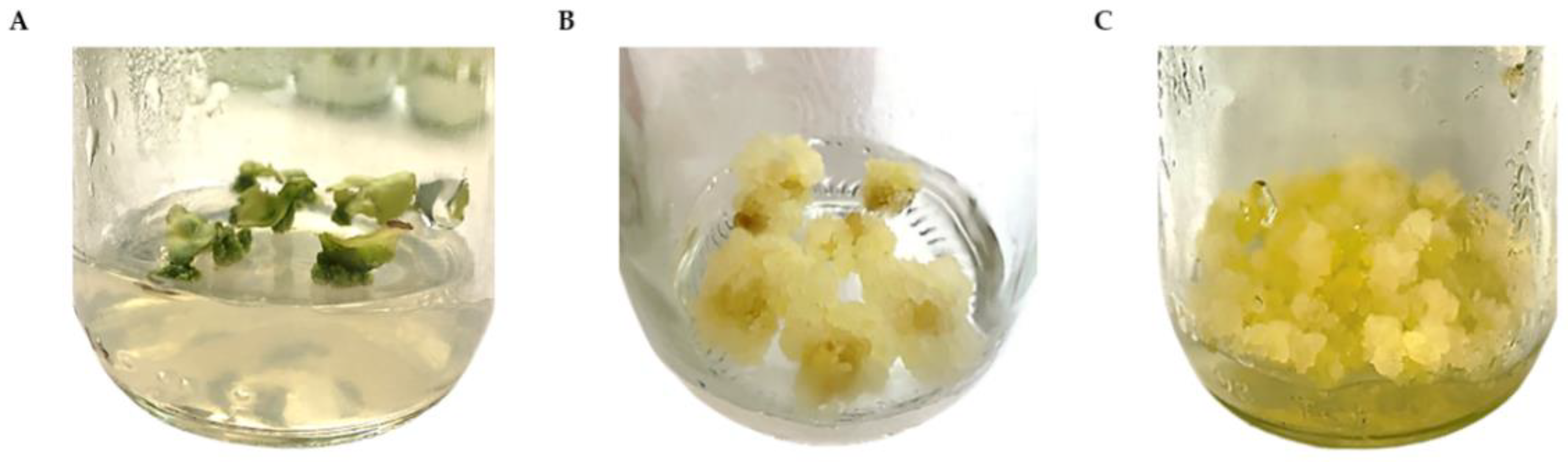 Plants 11 01994 g002