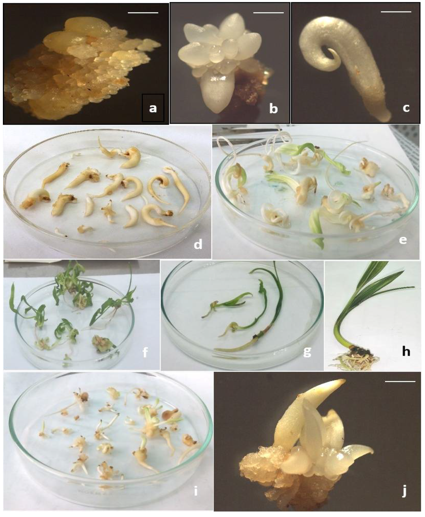 Plants 11 02023 g004