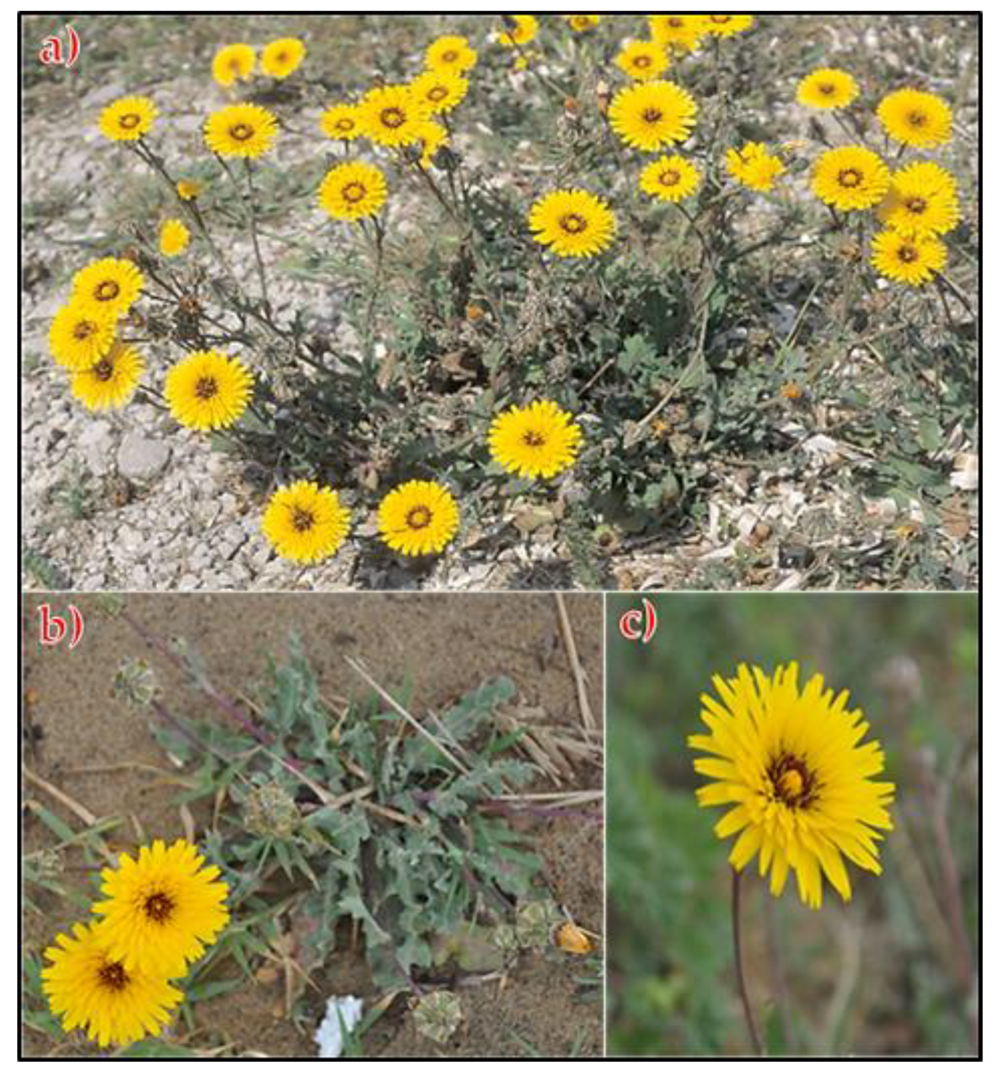 Plants 11 02028 g005 Plants 11 02028 g005