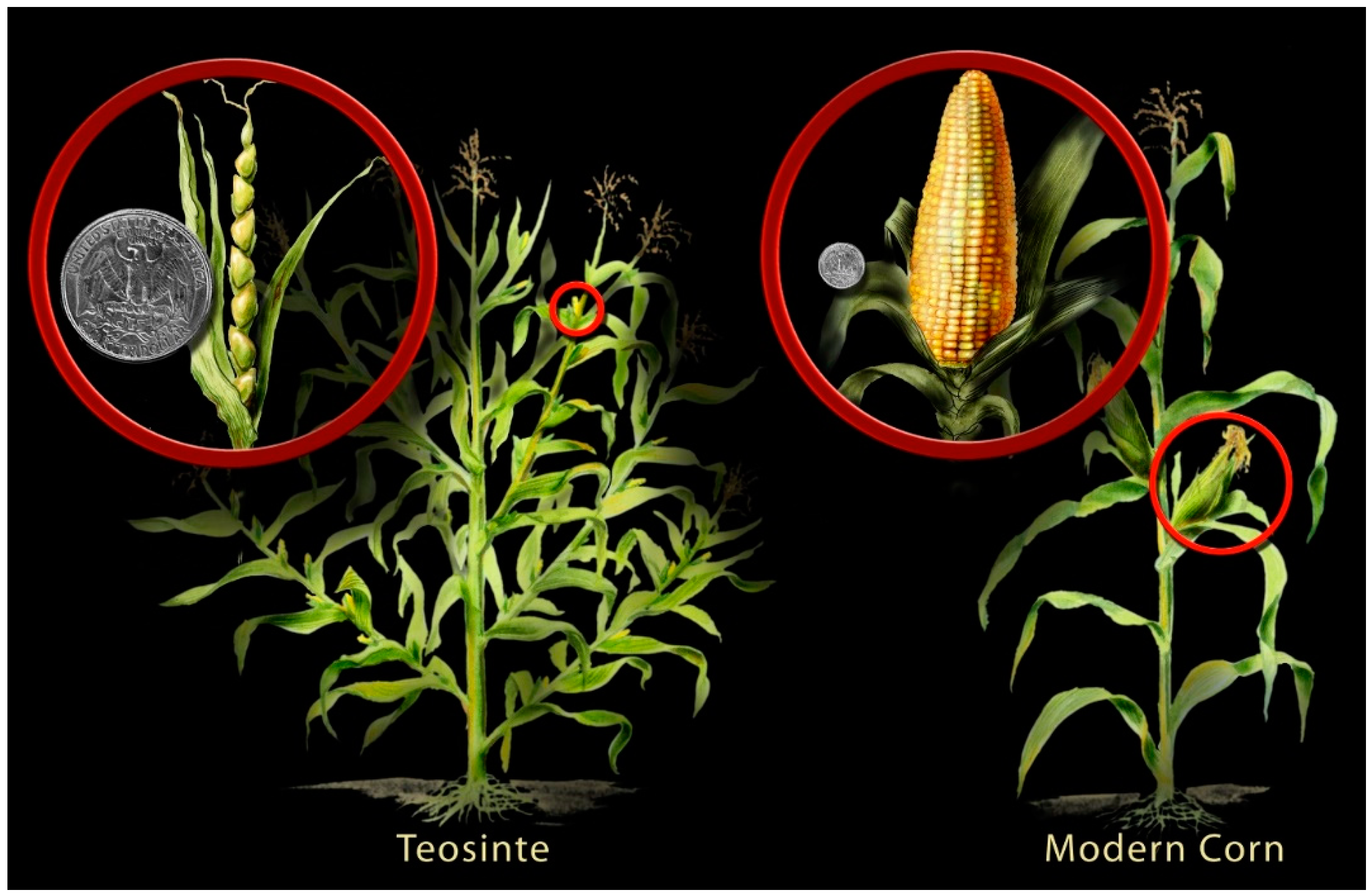 Plants 11 02038 g002 Plants 11 02038 g002