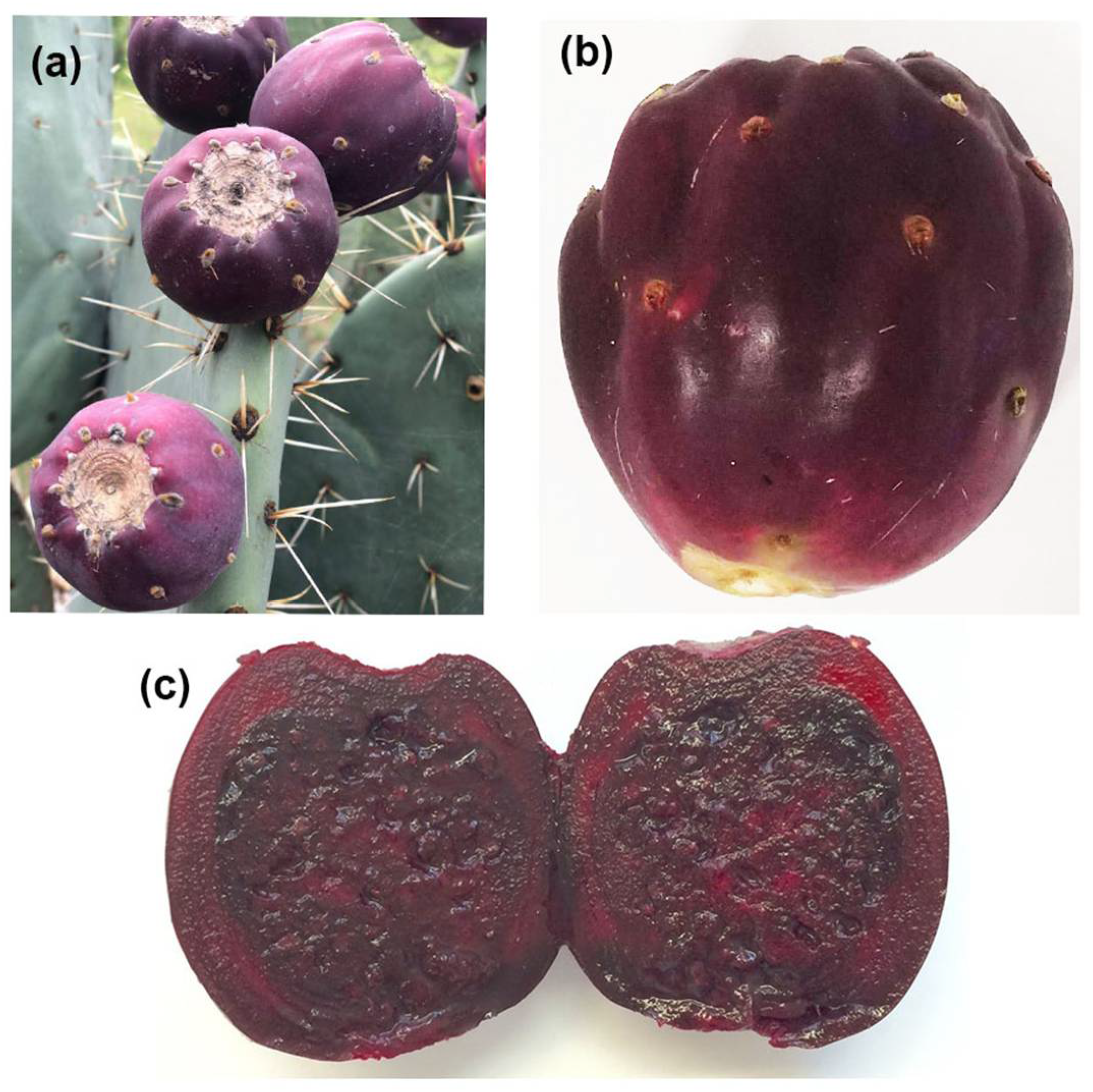 Plants | Free Full-Text | Hepatoprotective Effect of Opuntia robusta Fruit  Biocomponents in a Rat Model of Thioacetamide-Induced Liver Fibrosis