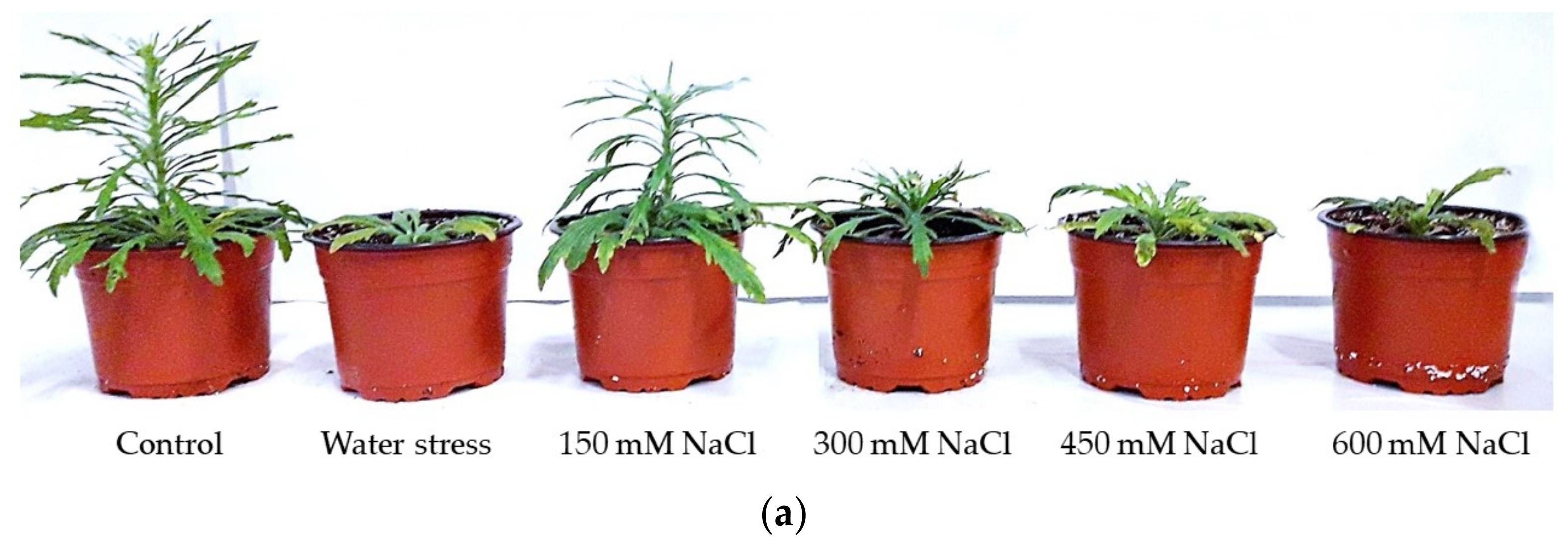 Plants 11 02059 g003a