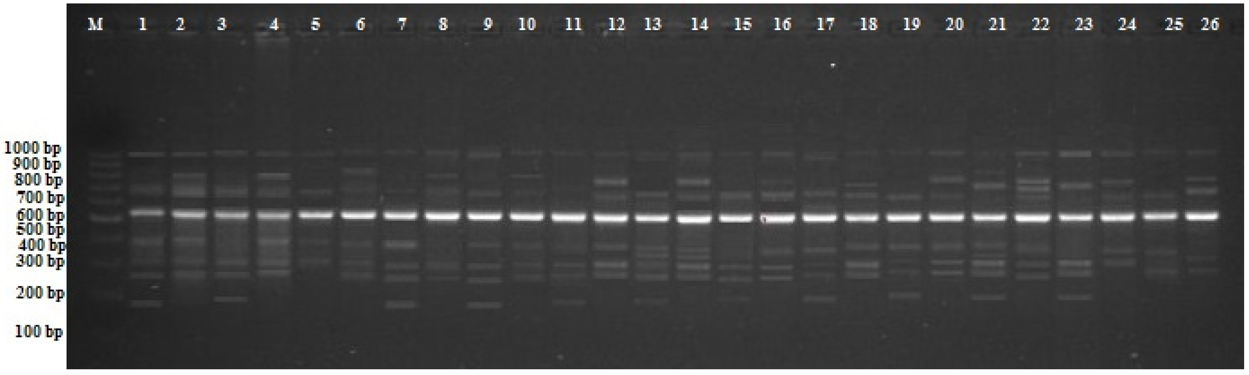 Plants 11 02071 g002