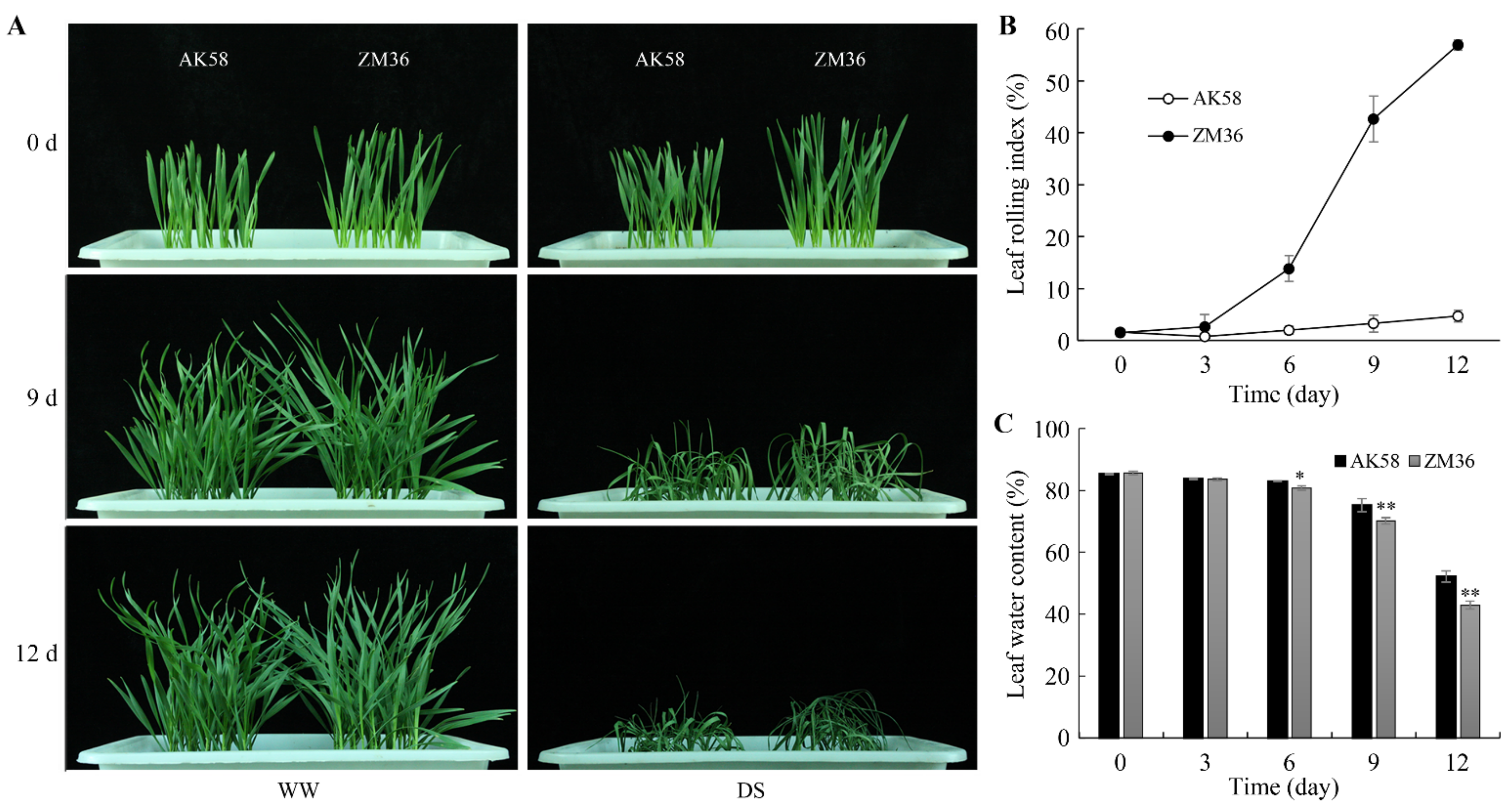 Plants 11 02076 g001