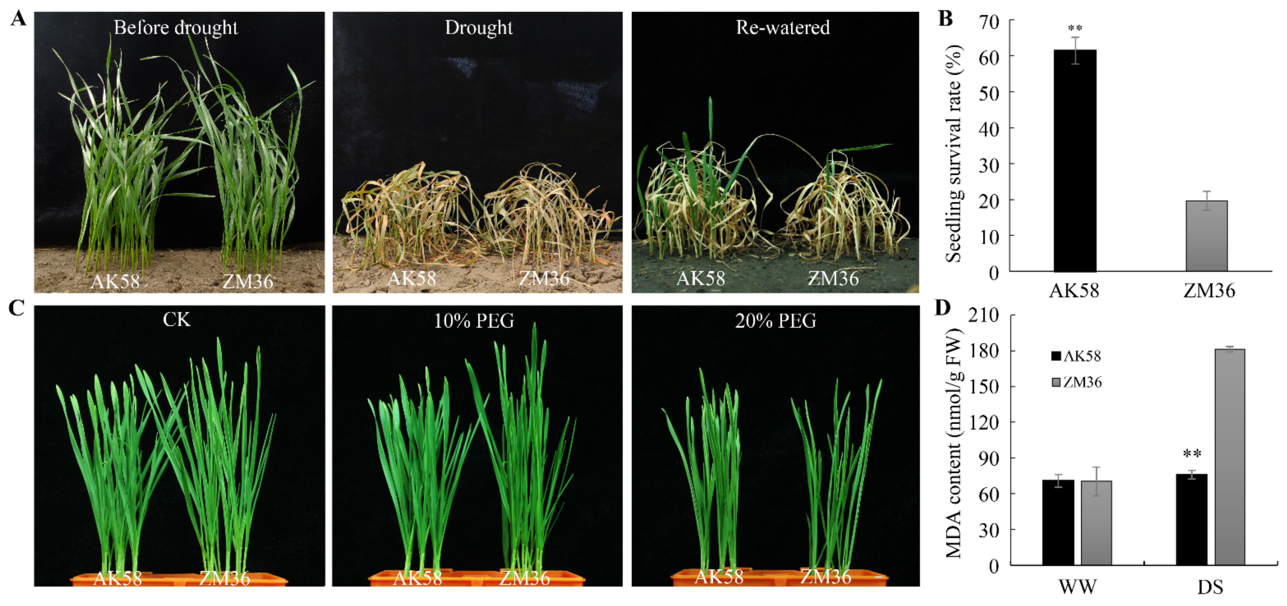 Plants 11 02076 g002