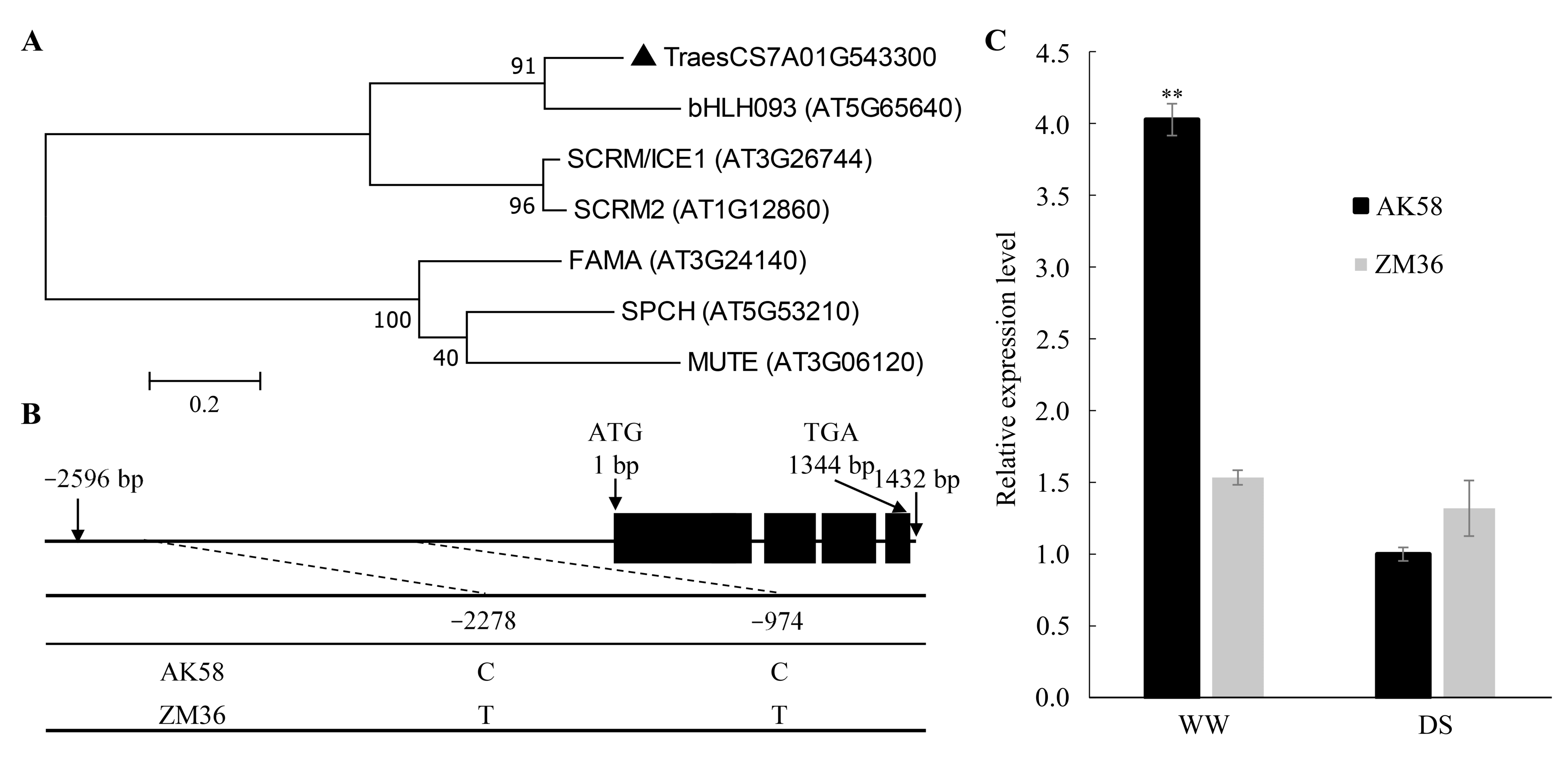 Plants 11 02076 g005