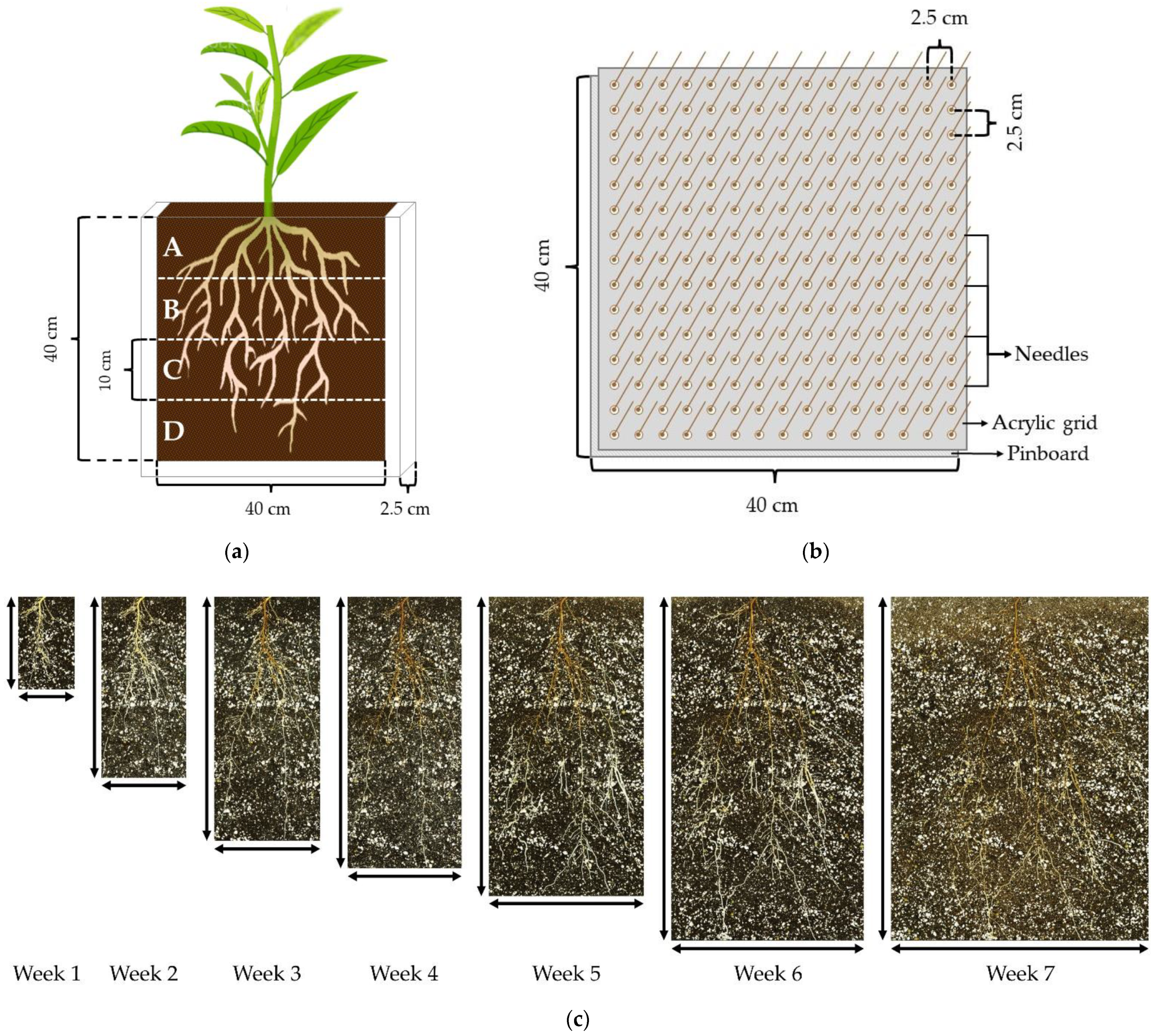 Plants 11 02081 g004a