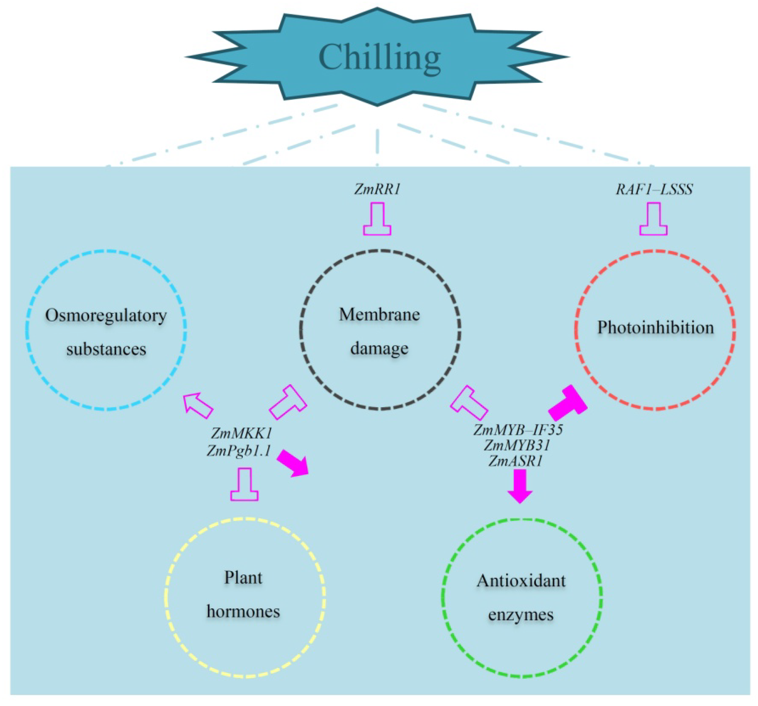 Plants 11 02082 g003