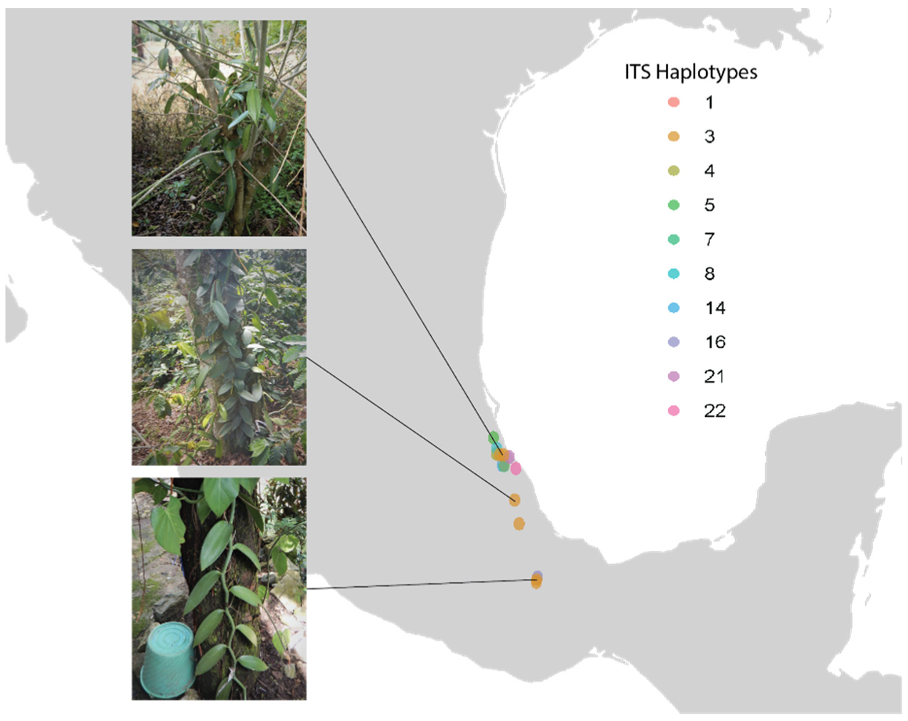 Plants 11 02090 g002