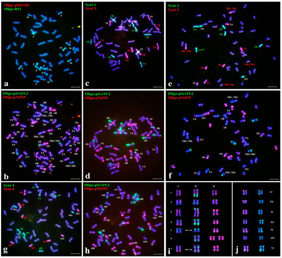 Plants | Free Full-Text | Precise Identification of Chromosome ...